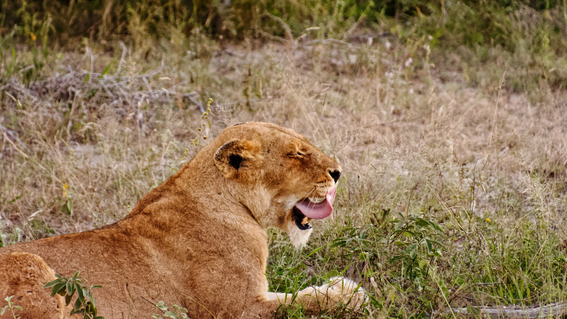 A pride of lions resting in golden grass in the Kruger National Park at dawn