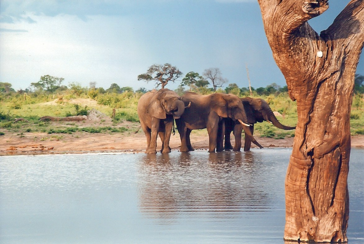 Hwange National Park safari landscape