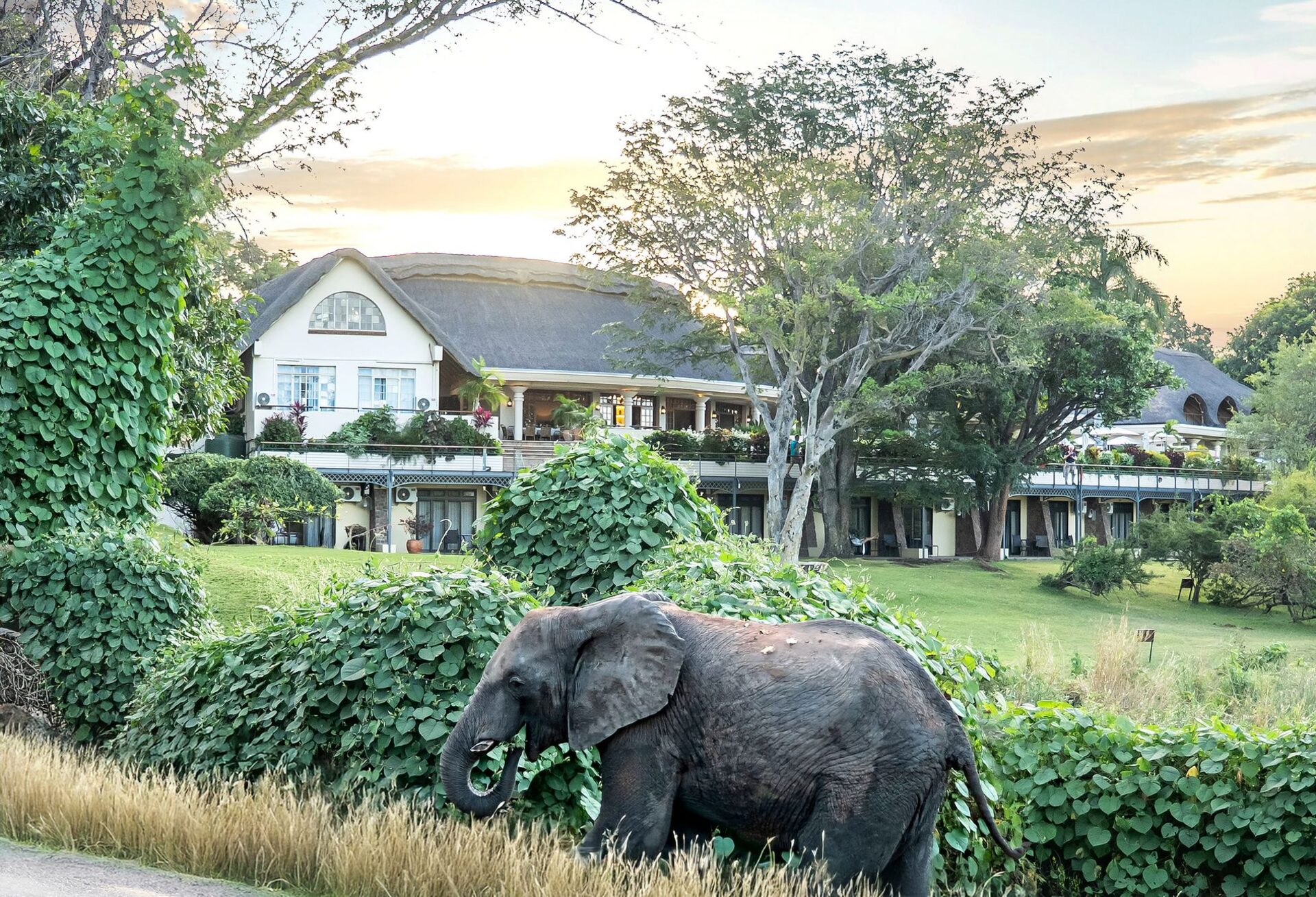 An elephant grazing on the lawn in front of Ilala Lodge at sunset, Victoria Falls