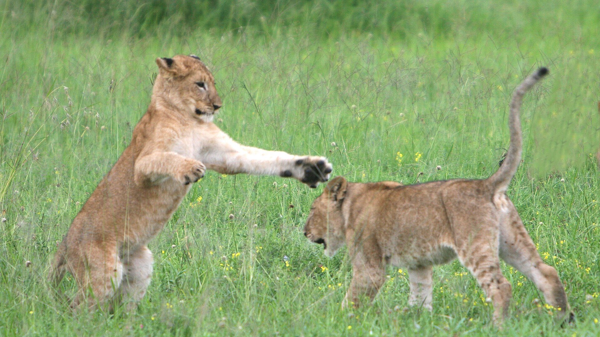Sunrise over the African savannah with wildlife on the horizon — is a safari worth it in 2026?