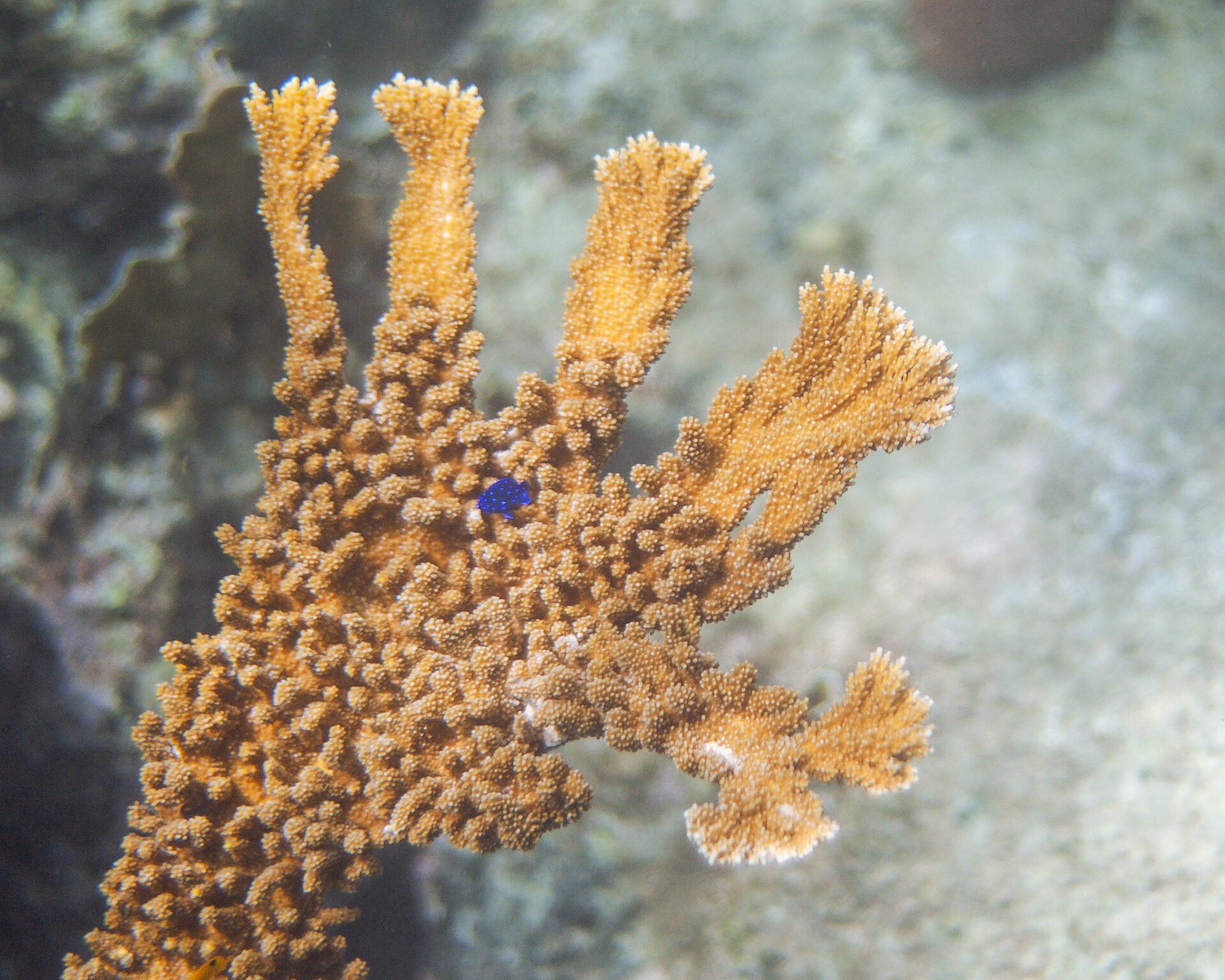 A branching soft coral on a warm tropical reef in the iSimangaliso marine reserve, KwaZulu-Natal