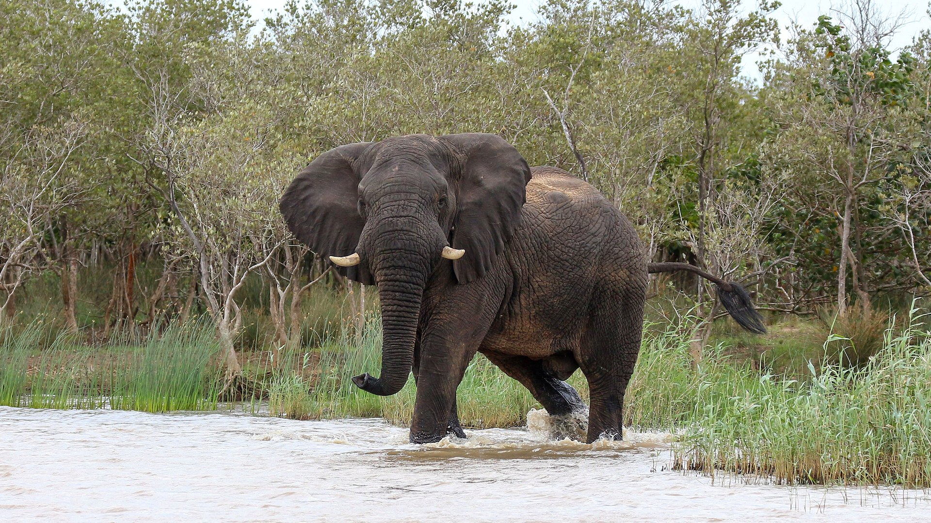 An African elephant at the water's edge of Lake St Lucia in iSimangaliso Wetland Park, KwaZulu-Natal