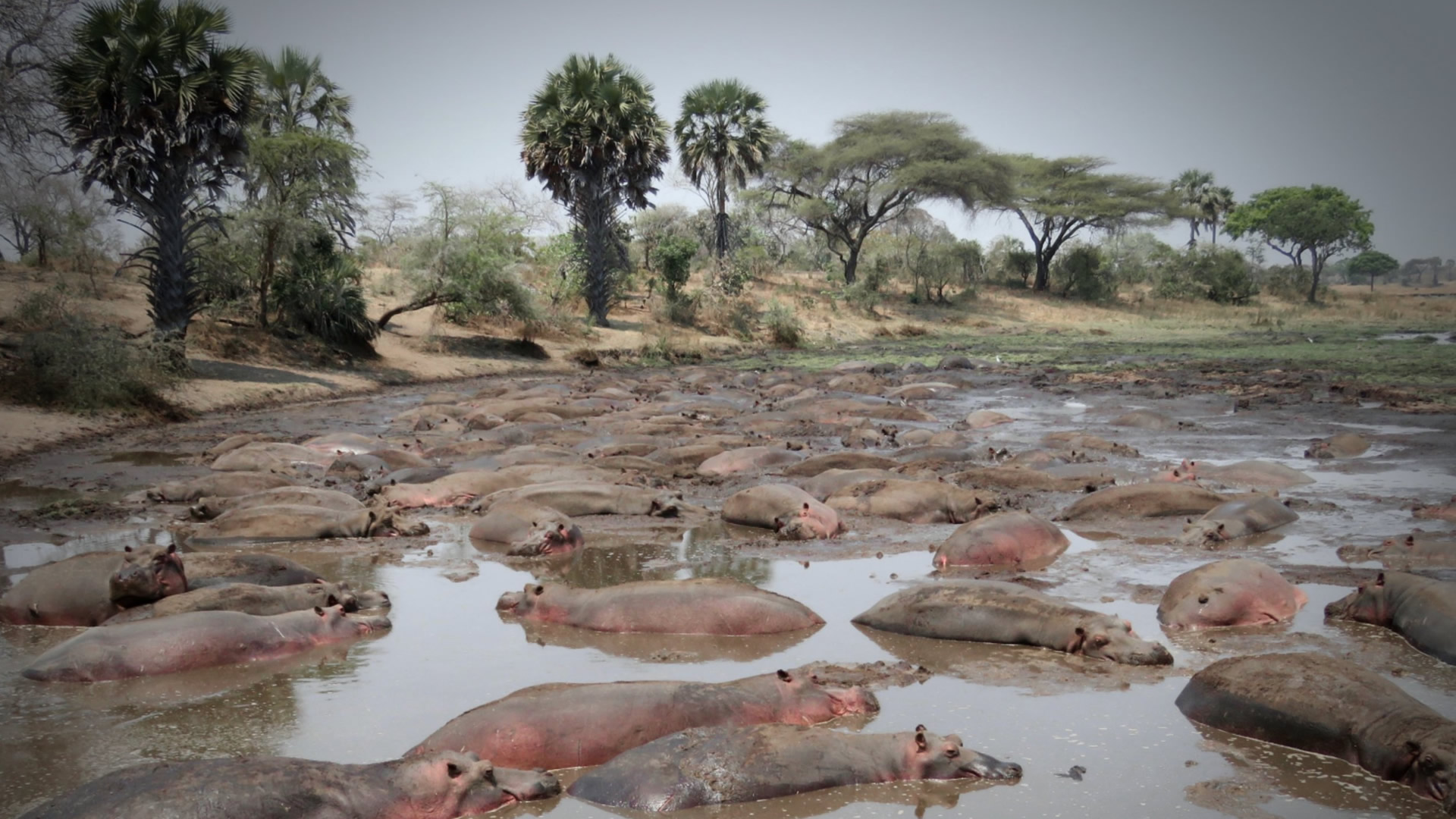 Thousands-strong buffalo herds gather at the Katuma River in Katavi National Park during the dry season