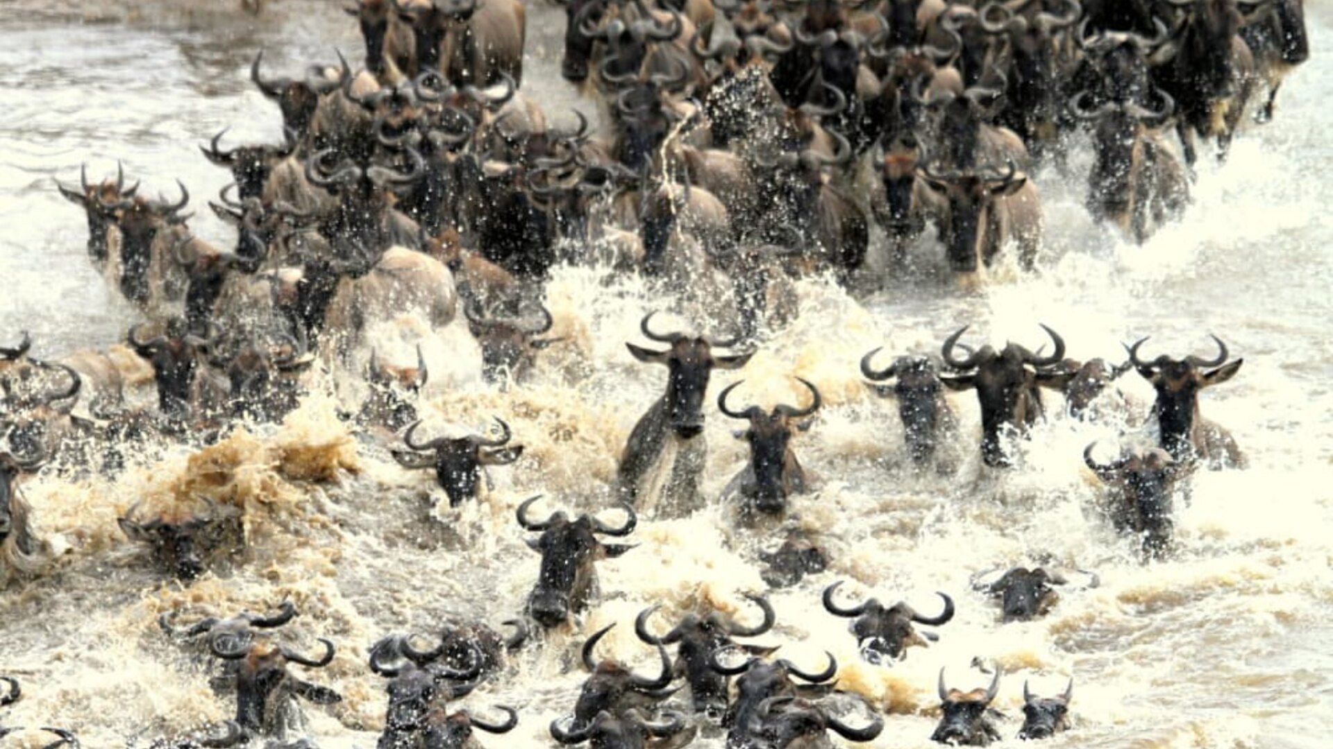 Wildebeest crossing the Mara River during the Great Migration in the Masai Mara — the safari half of a Kenya safari and beach holiday
