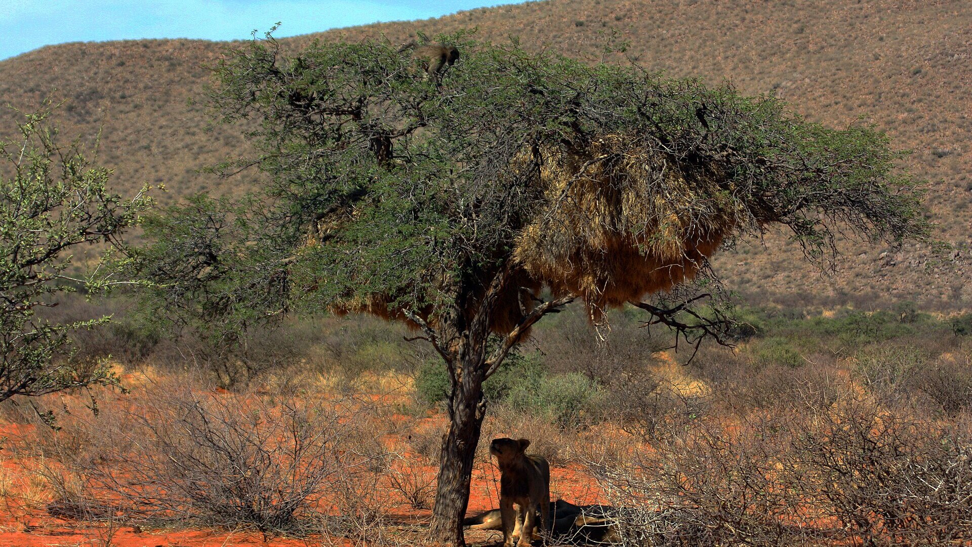 A lone camelthorn tree on the red dunes of the Kgalagadi Transfrontier Park