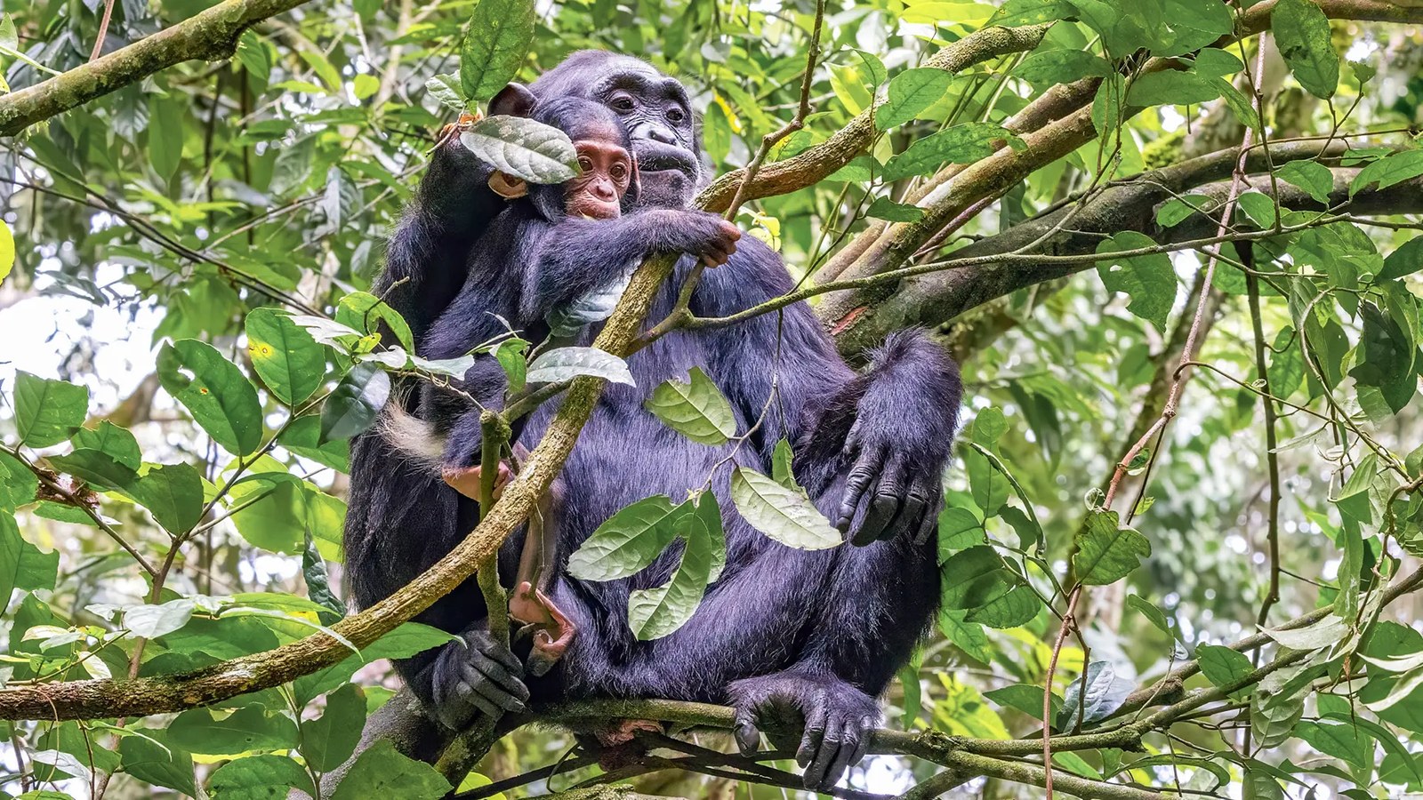 Kibale Forest National Park safari landscape