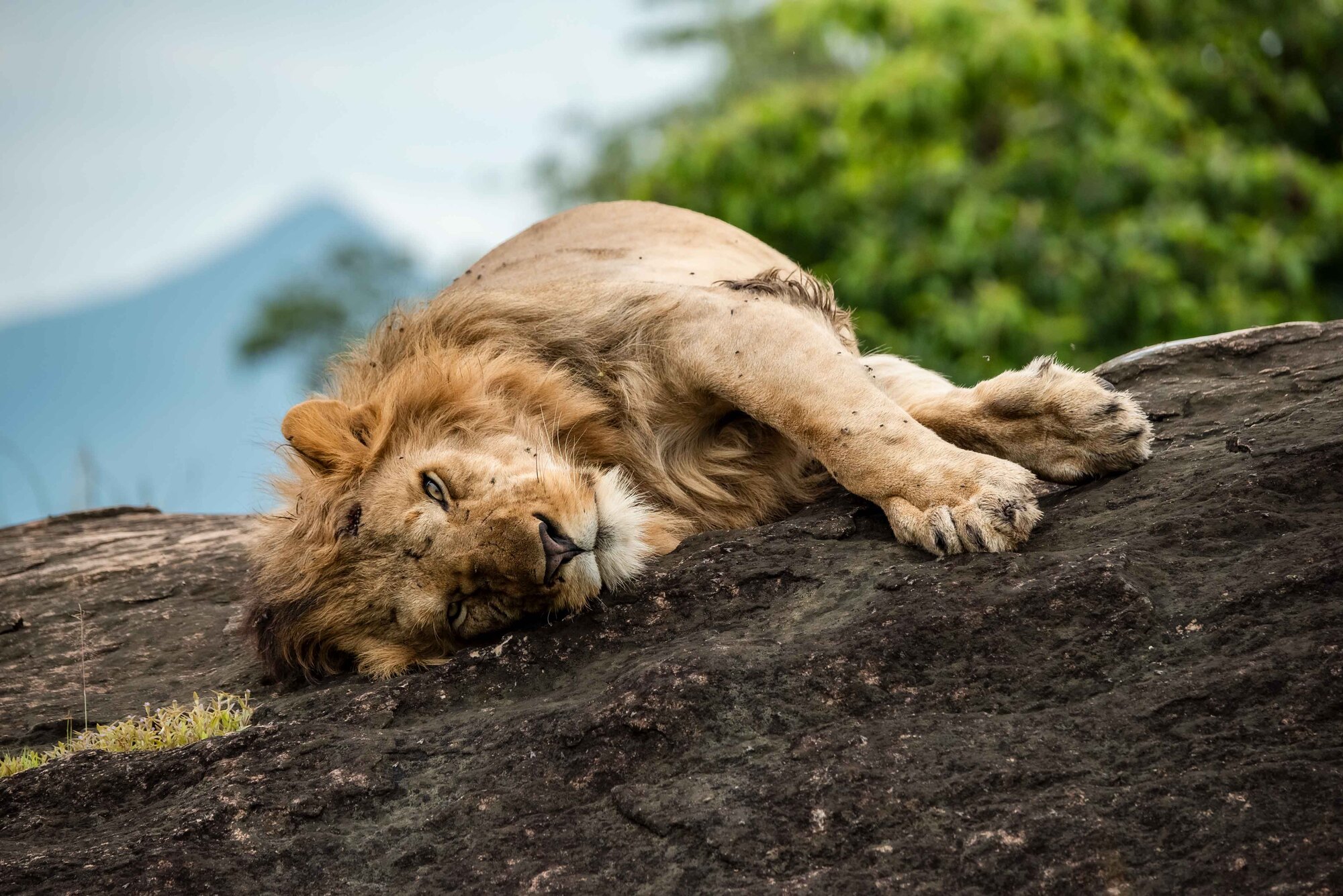 A male lion resting on a rock outcrop above the golden plains of Kidepo Valley National Park, Uganda — Kidepo safari packages