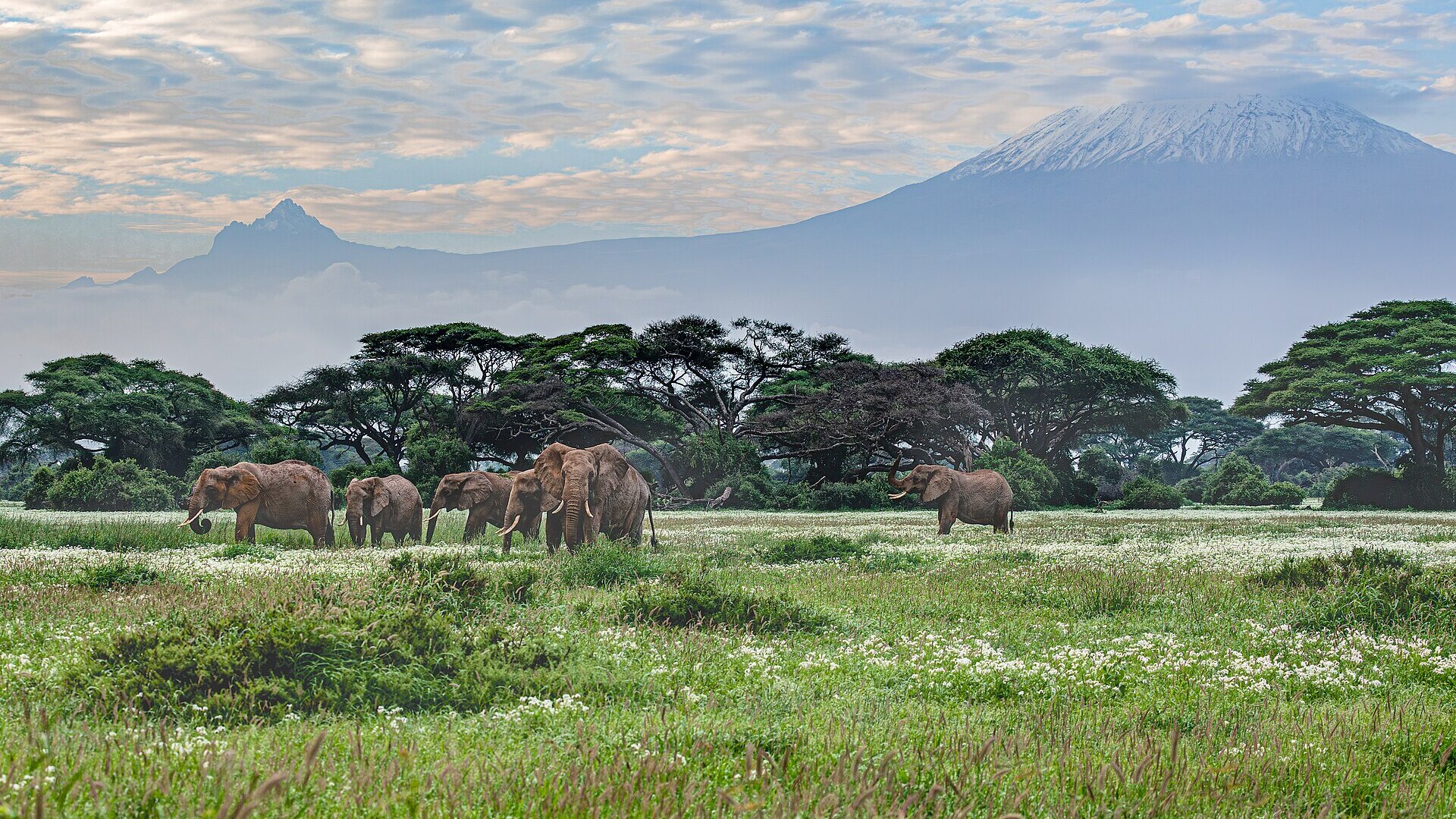 Elephants and acacia trees on the savanna below the snow-capped summit of Mount Kilimanjaro at first light