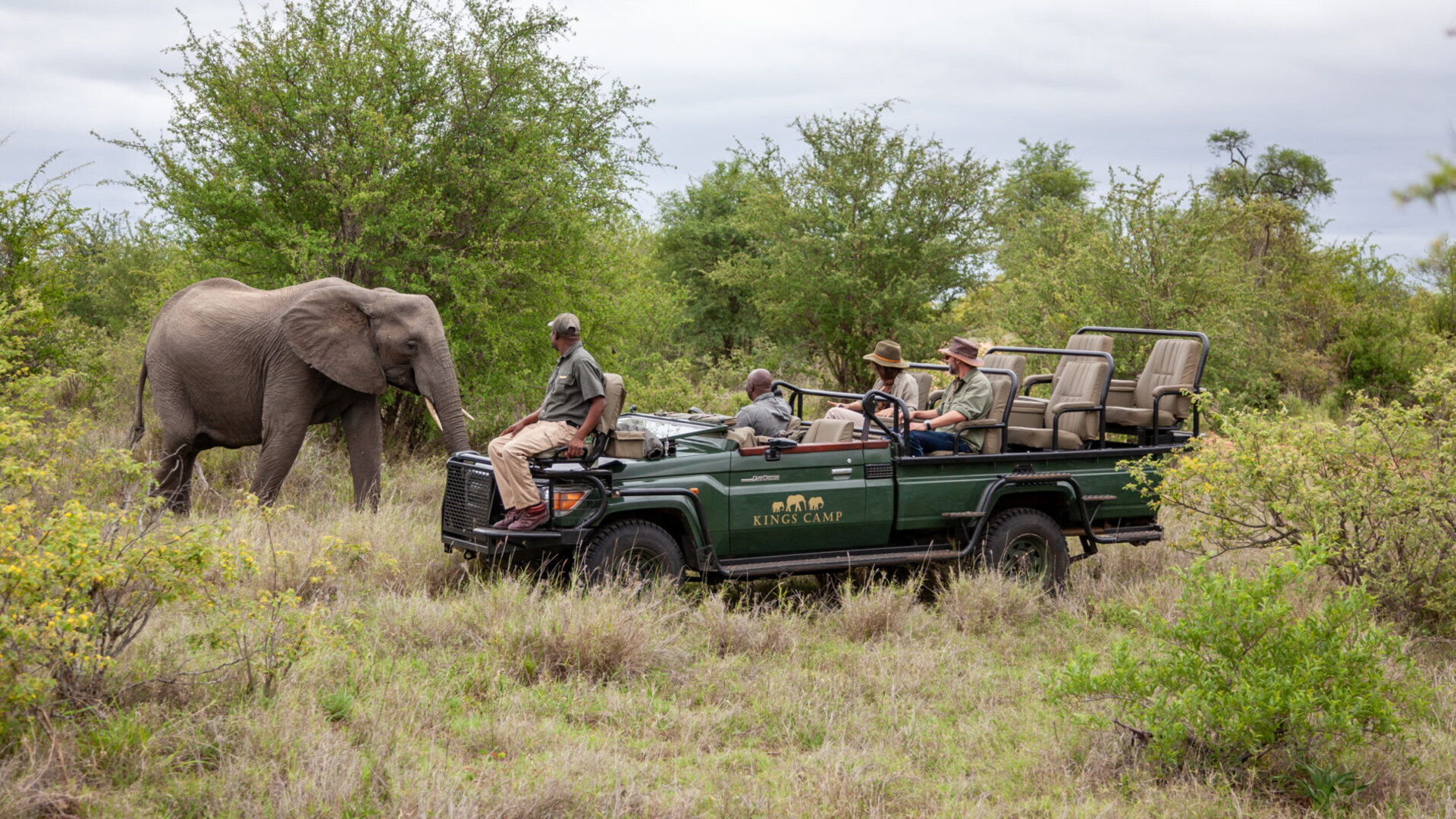 Elephants drinking at the waterhole in front of Kings Camp in the Timbavati Private Nature Reserve