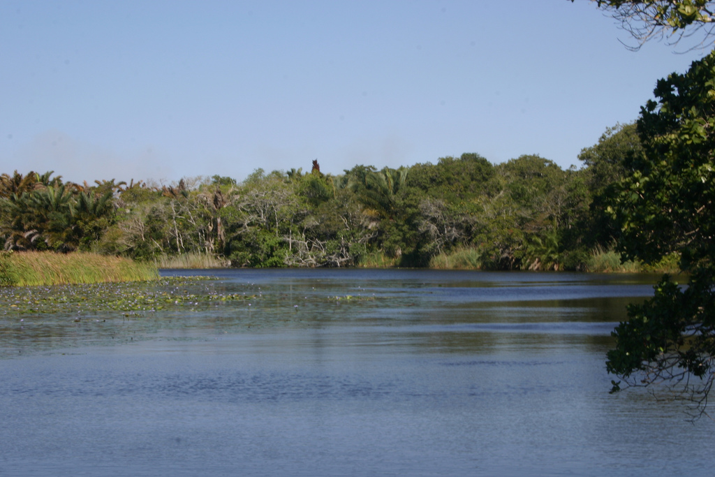 The forest-fringed lakes and mangroves of the Kosi Bay system in Maputaland, KwaZulu-Natal