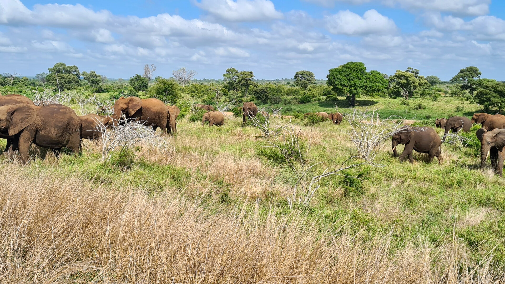 A breeding herd of elephants moving through open bushveld in the Kruger National Park