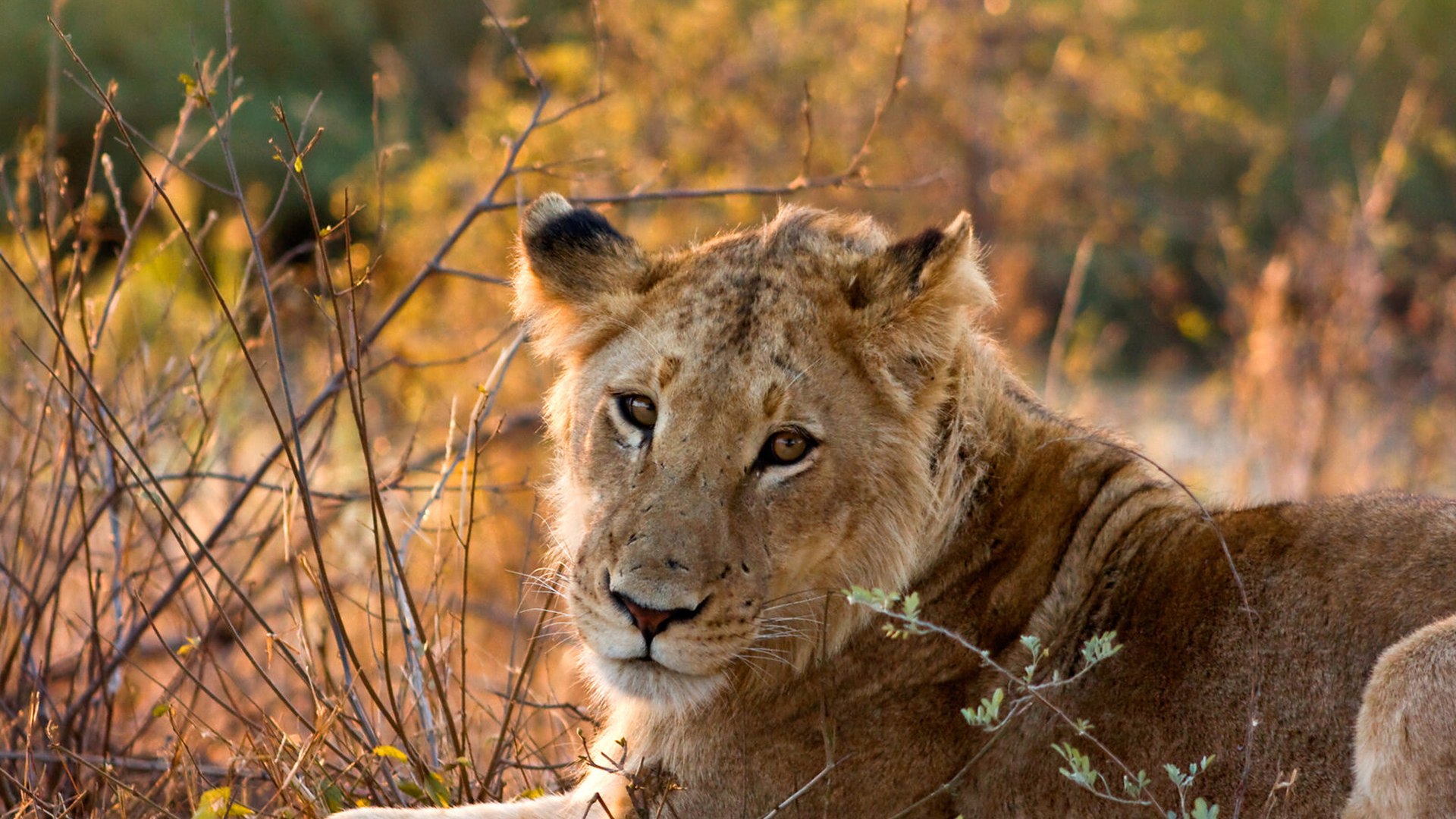 Lion pride on the open plains of Kruger National Park — complete wildlife and species guide