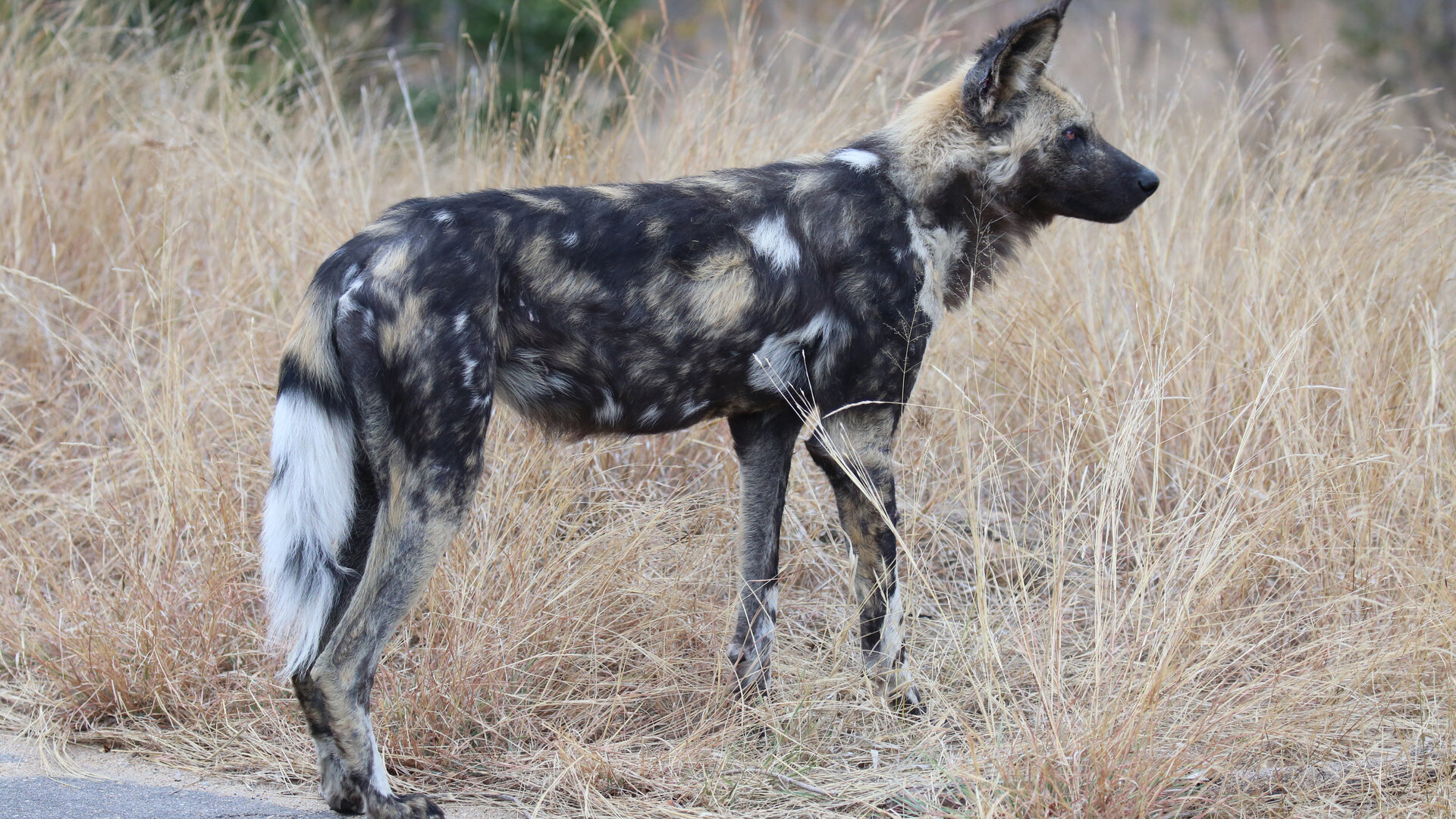 An African wild dog standing in golden grass in Kruger National Park