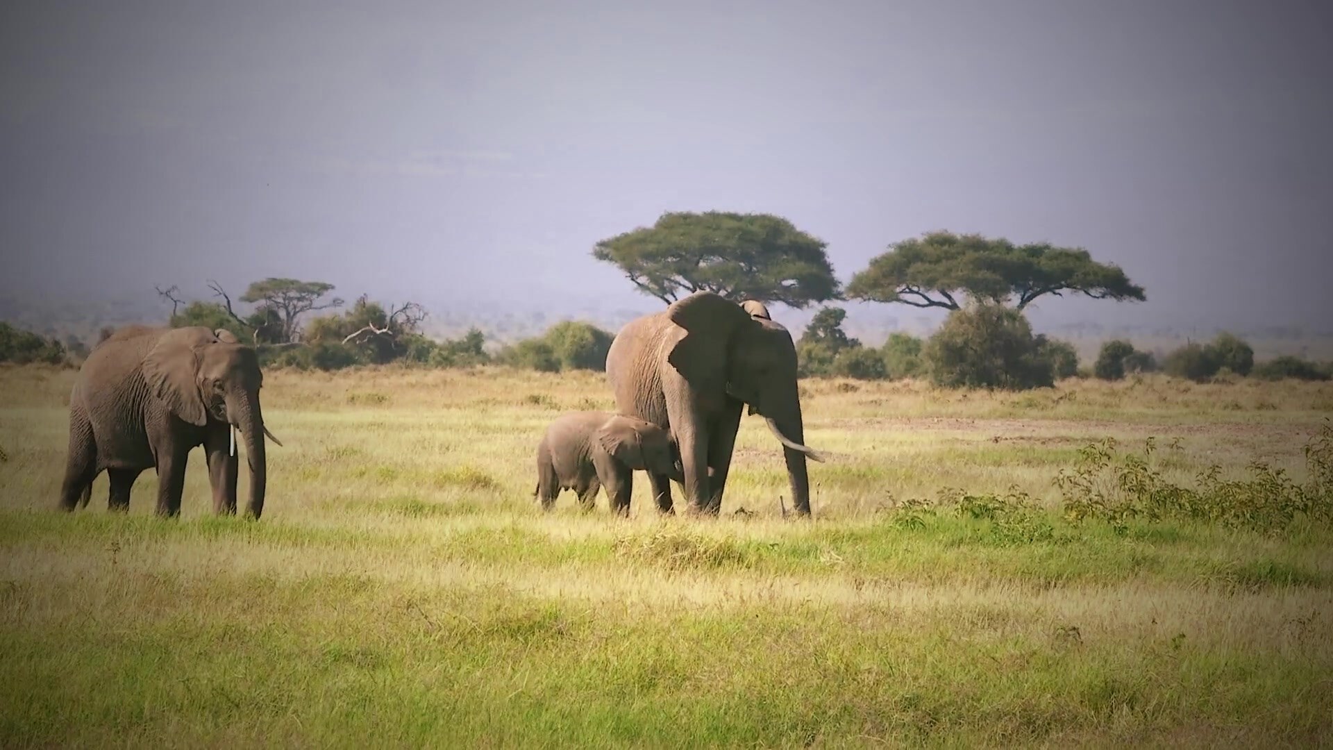 Large elephant herd at golden hour, comparing Kruger National Park and Addo Elephant National Park for a South African safari