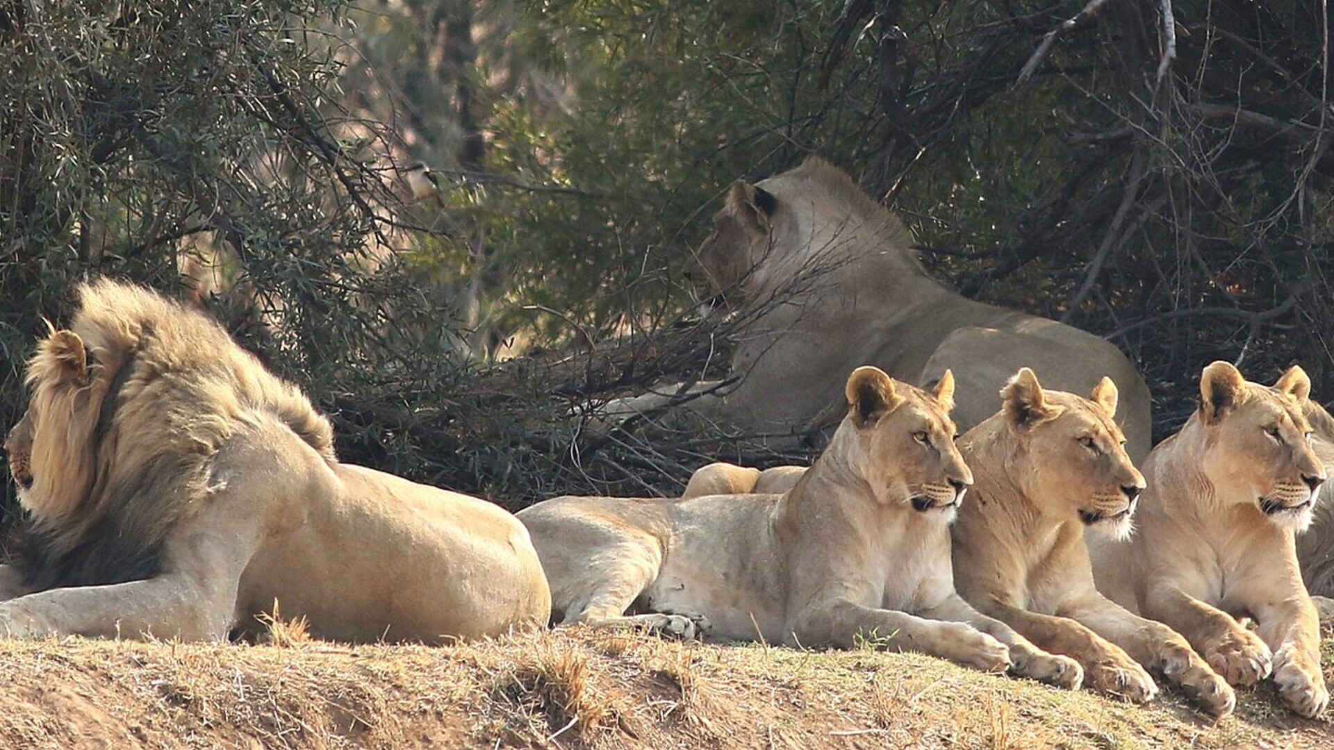 Lion in golden light — the Kruger vs Pilanesberg safari comparison for 2026