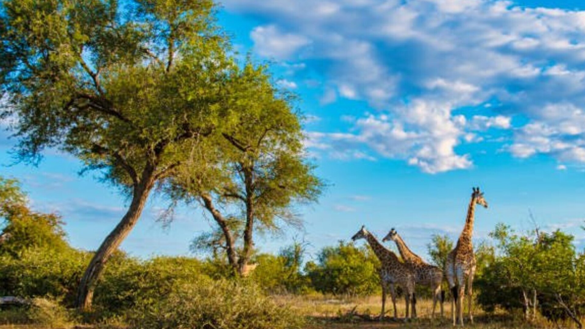 A lion pride on the savanna at golden hour — the Kruger versus Serengeti safari comparison