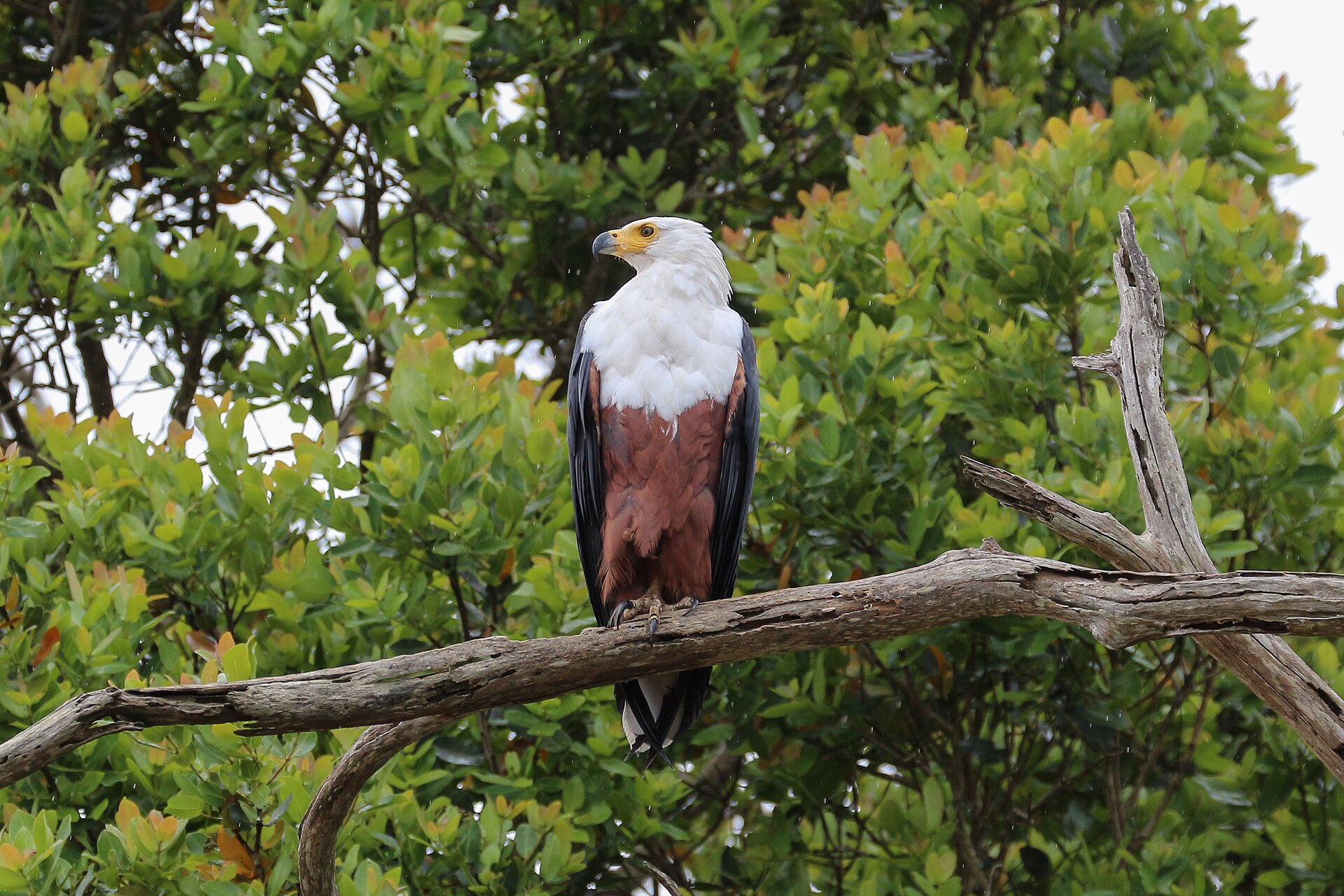 An African fish eagle perched over the still water of a Maputaland freshwater lake in KwaZulu-Natal