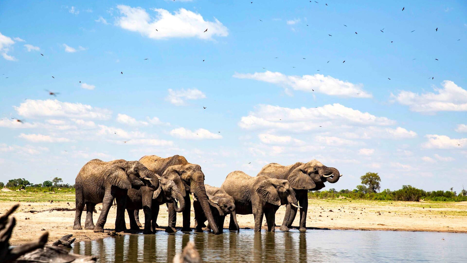 A large elephant herd at a waterhole under a big sky on the Ngamo Plains, Hwange