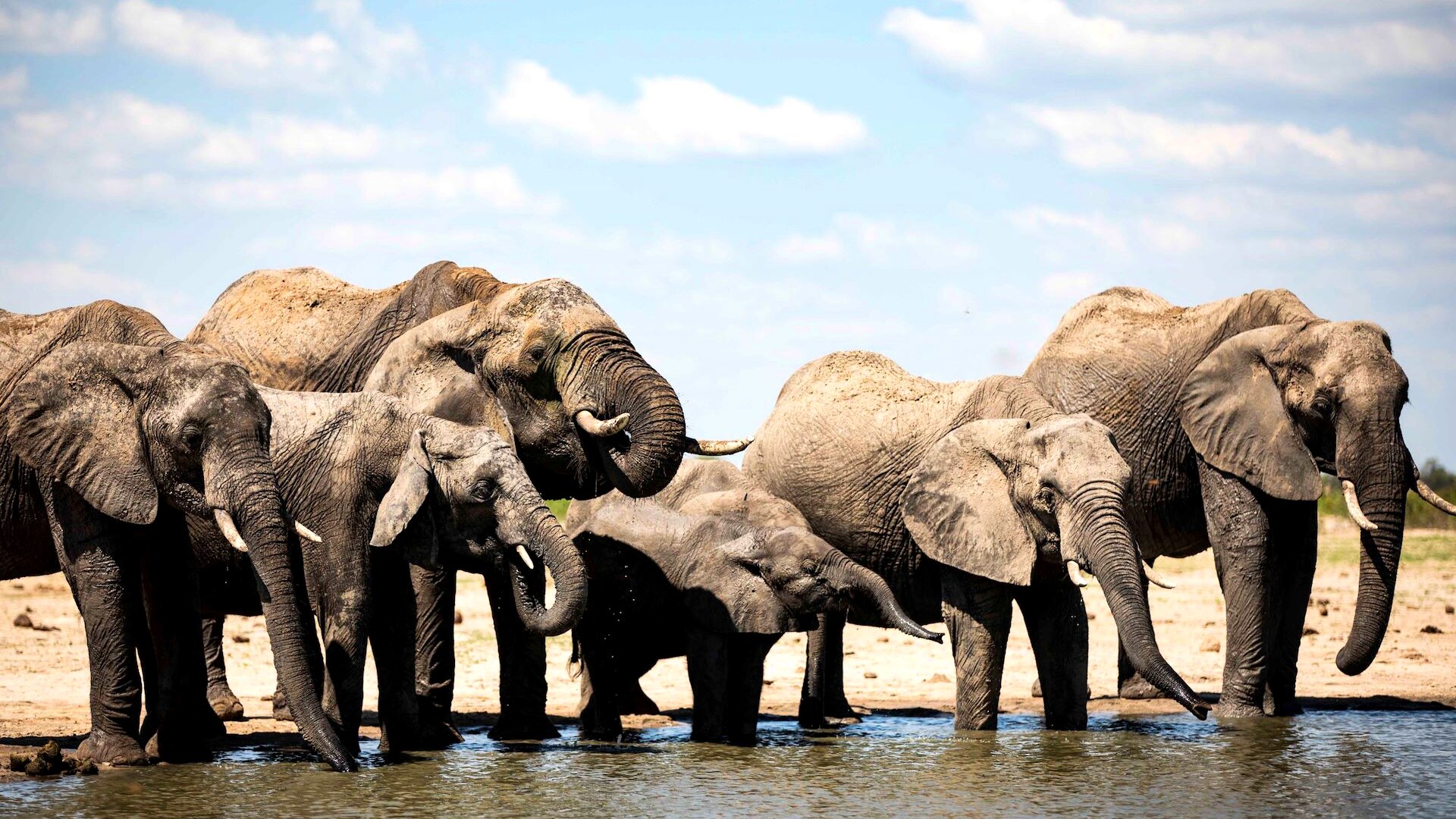 A large elephant herd drinking at a pan in front of Little Makalolo, Hwange