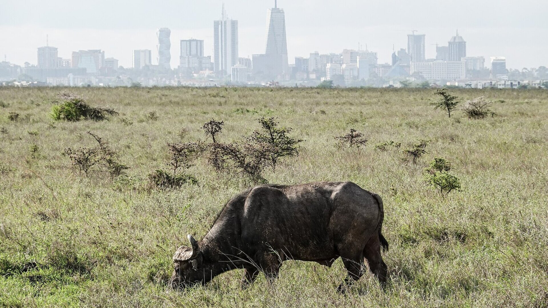 Cape buffalo grazing on open grassland with the Nairobi city skyline behind — a long layover you can spend watching game