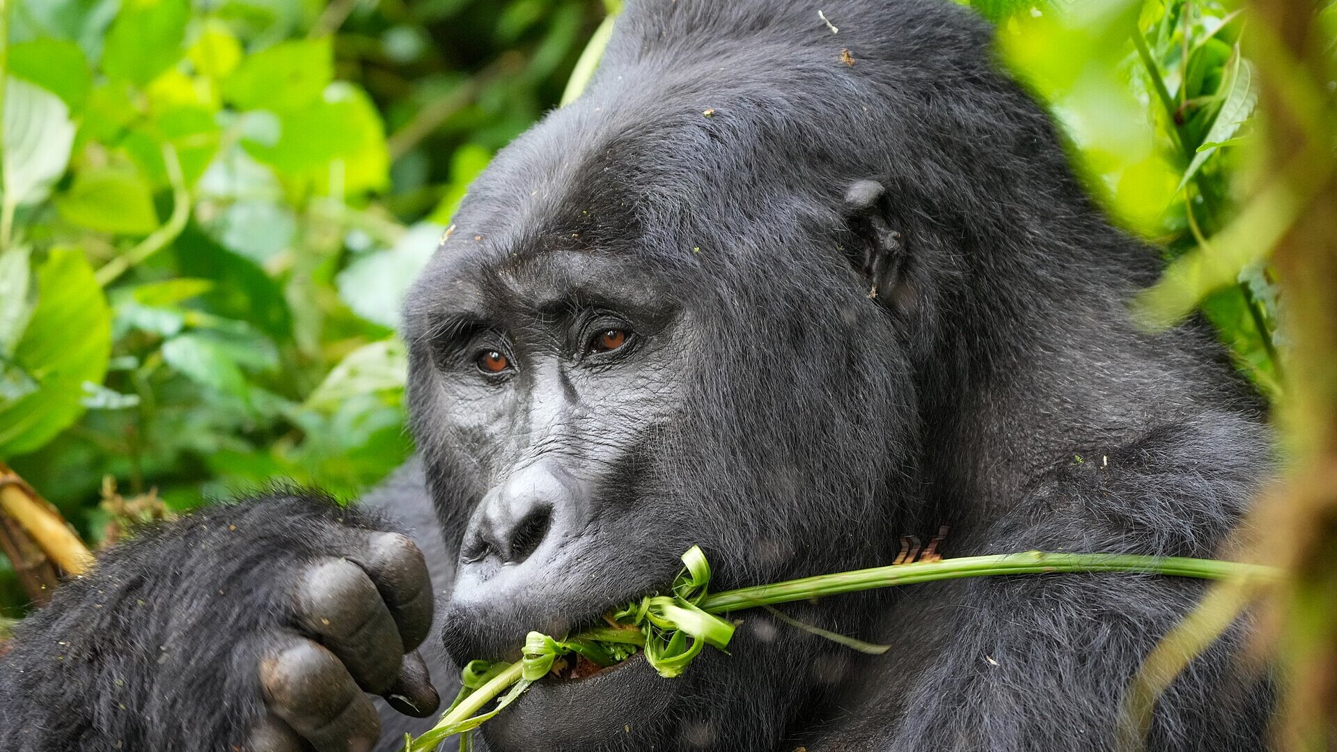 Luxury eco-lodge overlooking Volcanoes National Park rainforest in Rwanda