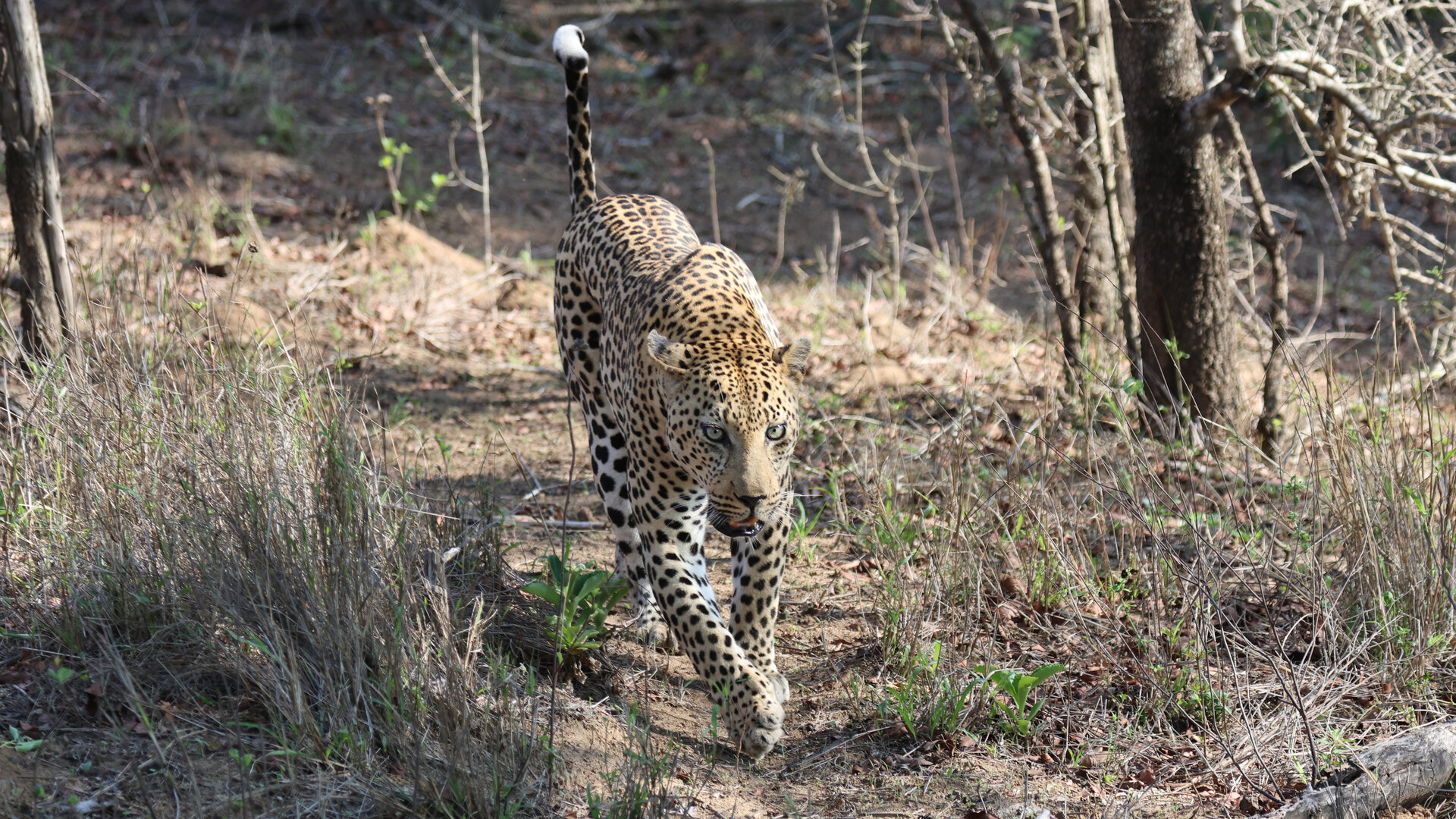 A leopard at golden hour in a Greater Kruger private reserve — luxury Kruger safari tours for 2026 and 2027