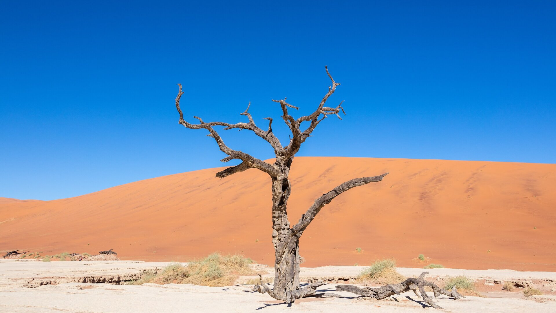 The towering red dunes and dead camelthorn trees of Sossusvlei on a luxury Namibia safari