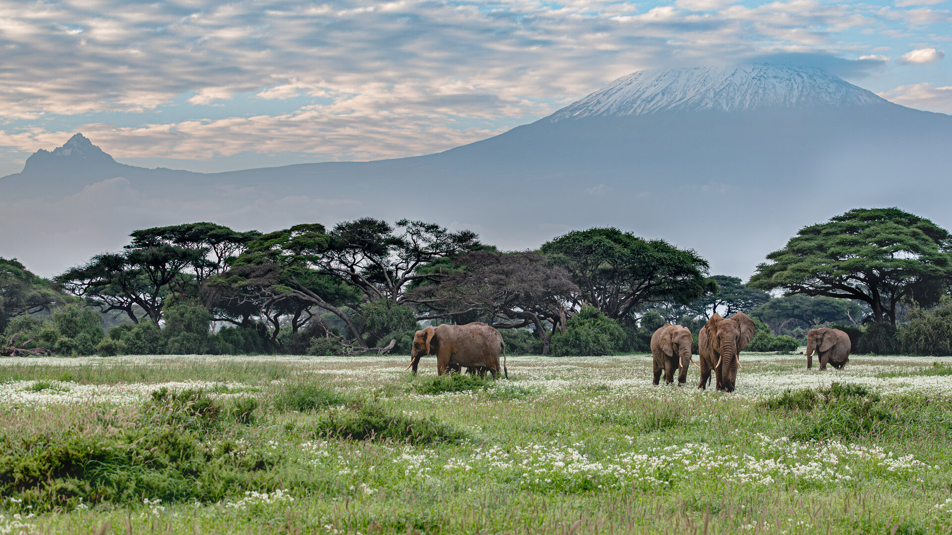 The endless golden plains of the Serengeti stretching to the horizon under blue sky