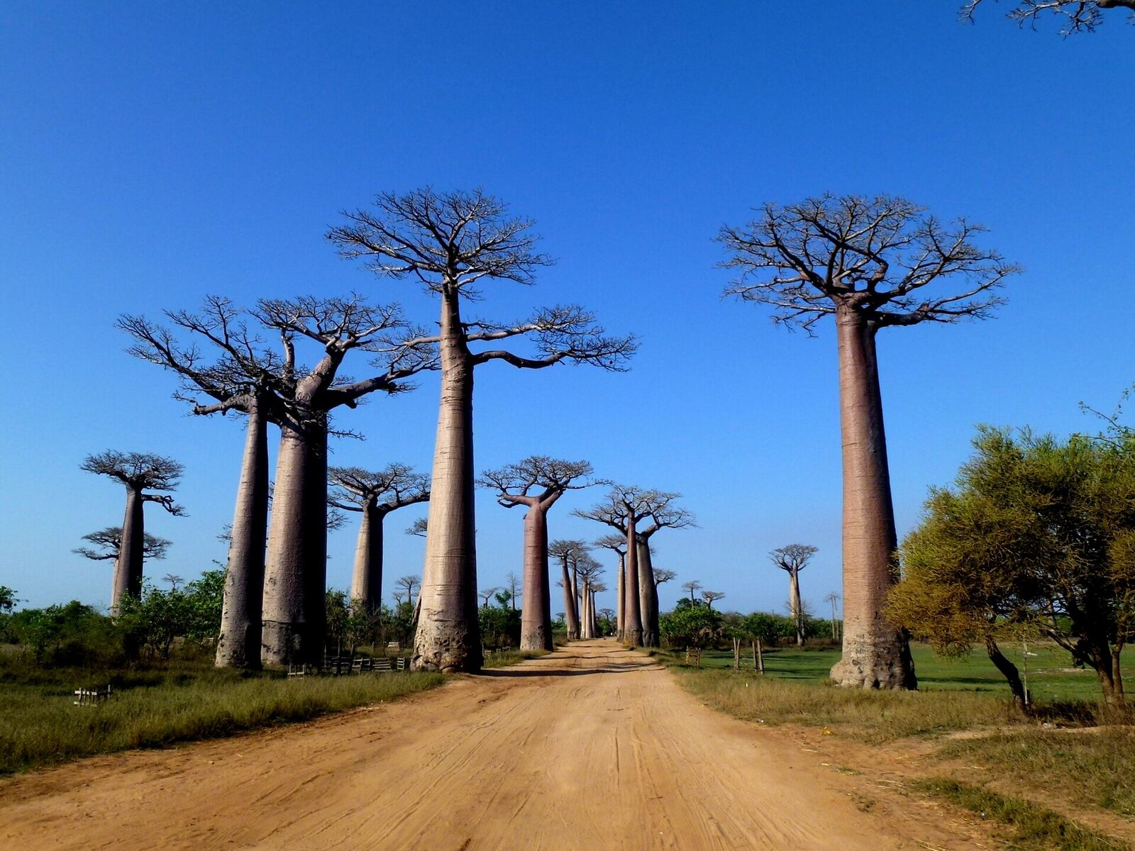 Baobab trees at sunset in Madagascar — the world's most unique island safari