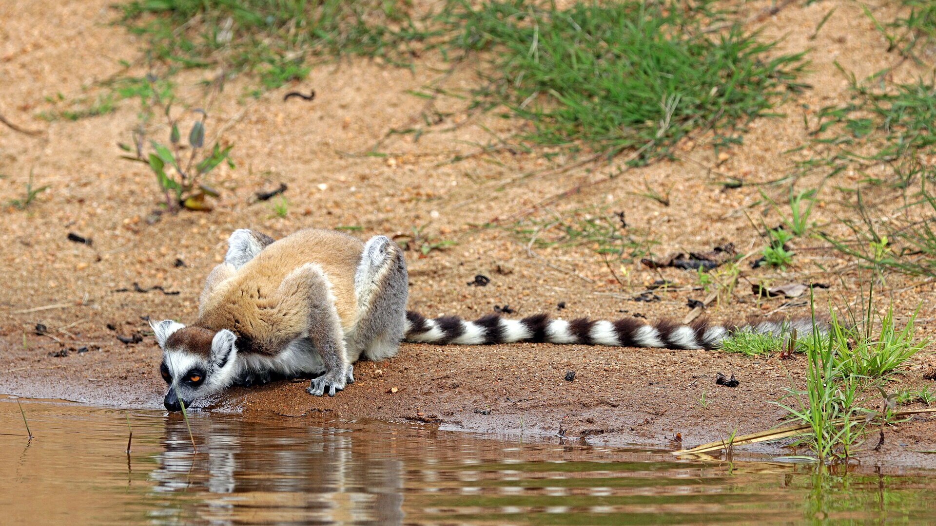 A ring-tailed lemur at the water's edge in southern Madagascar, tail arched — the icon of a Madagascar wildlife safari