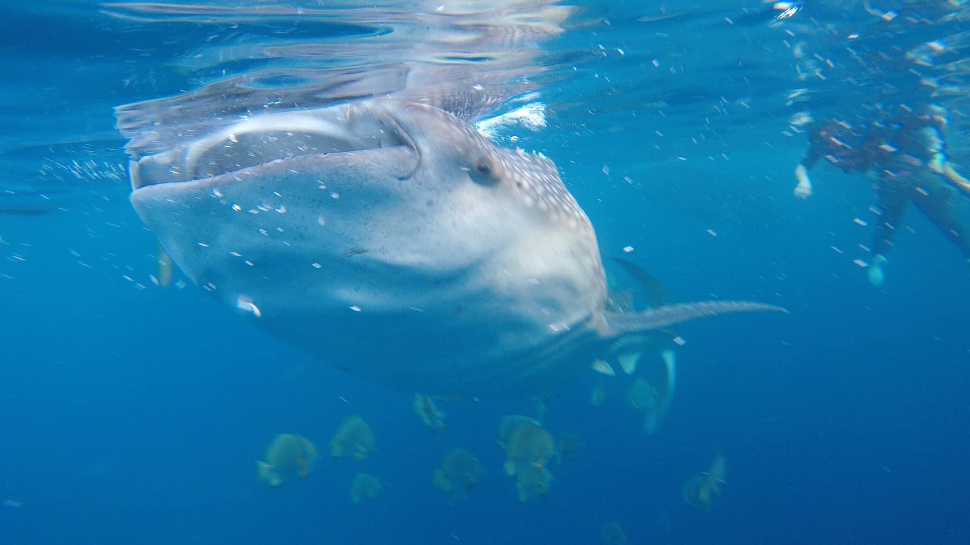 Mafia Island, Tanzania: Whale Sharks, Diving and a Quieter Beach Holiday