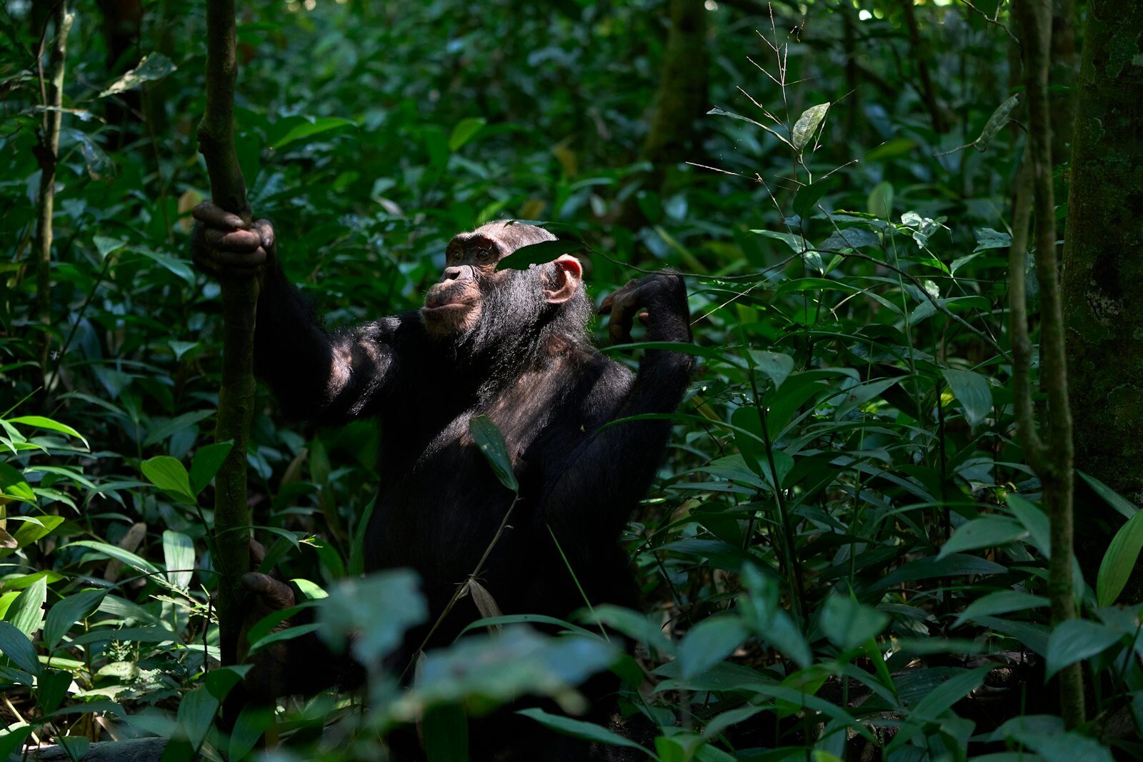 Wild chimpanzee in the forest of Mahale Mountains National Park with Lake Tanganyika in background