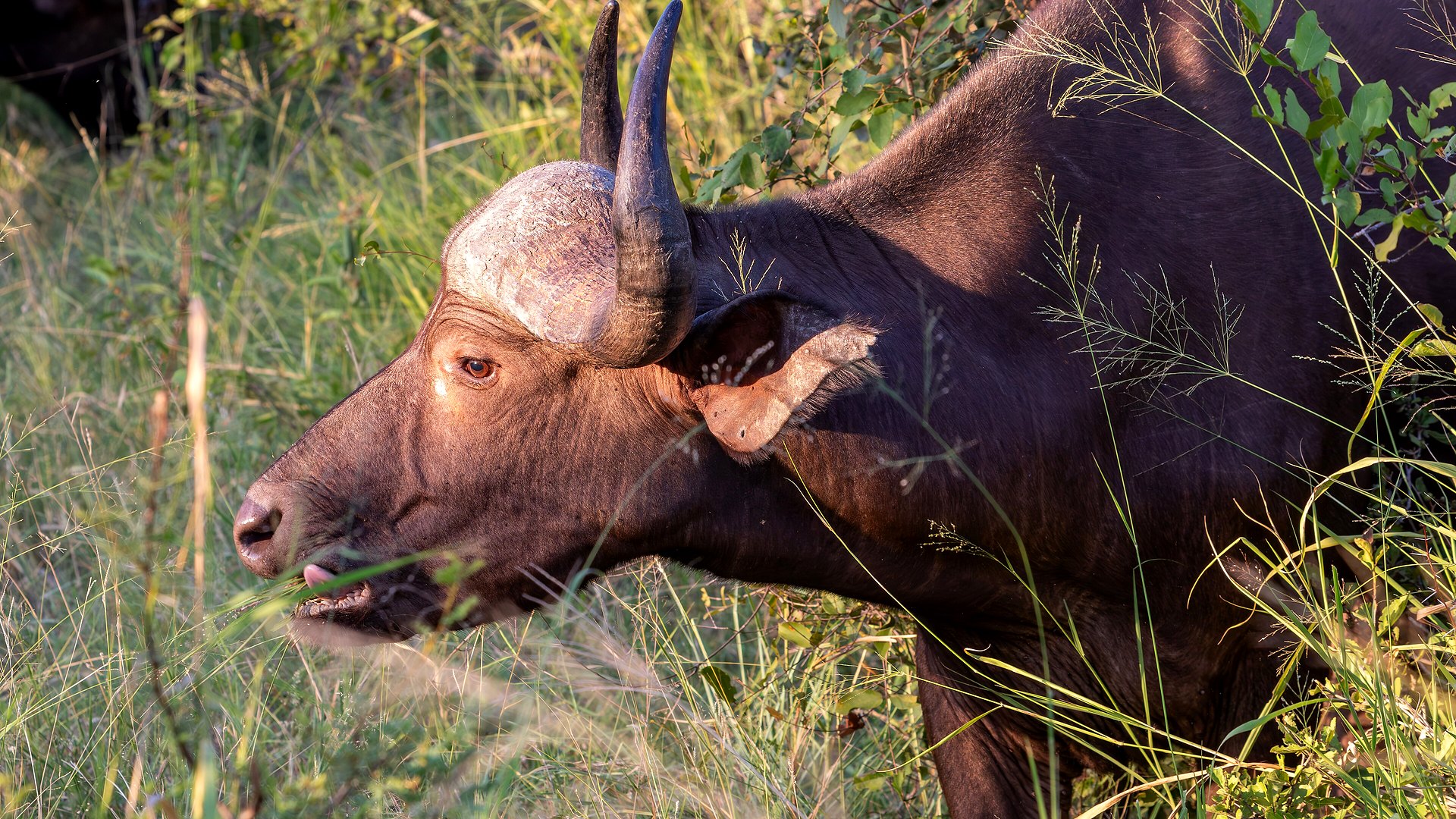 A Cape buffalo in a malaria-free game reserve in KwaZulu-Natal, South Africa — a safe family safari destination