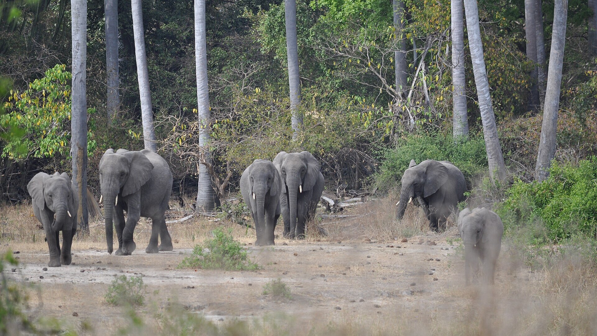 An elephant herd moves among the palms of Liwonde National Park beside the Shire River, Malawi