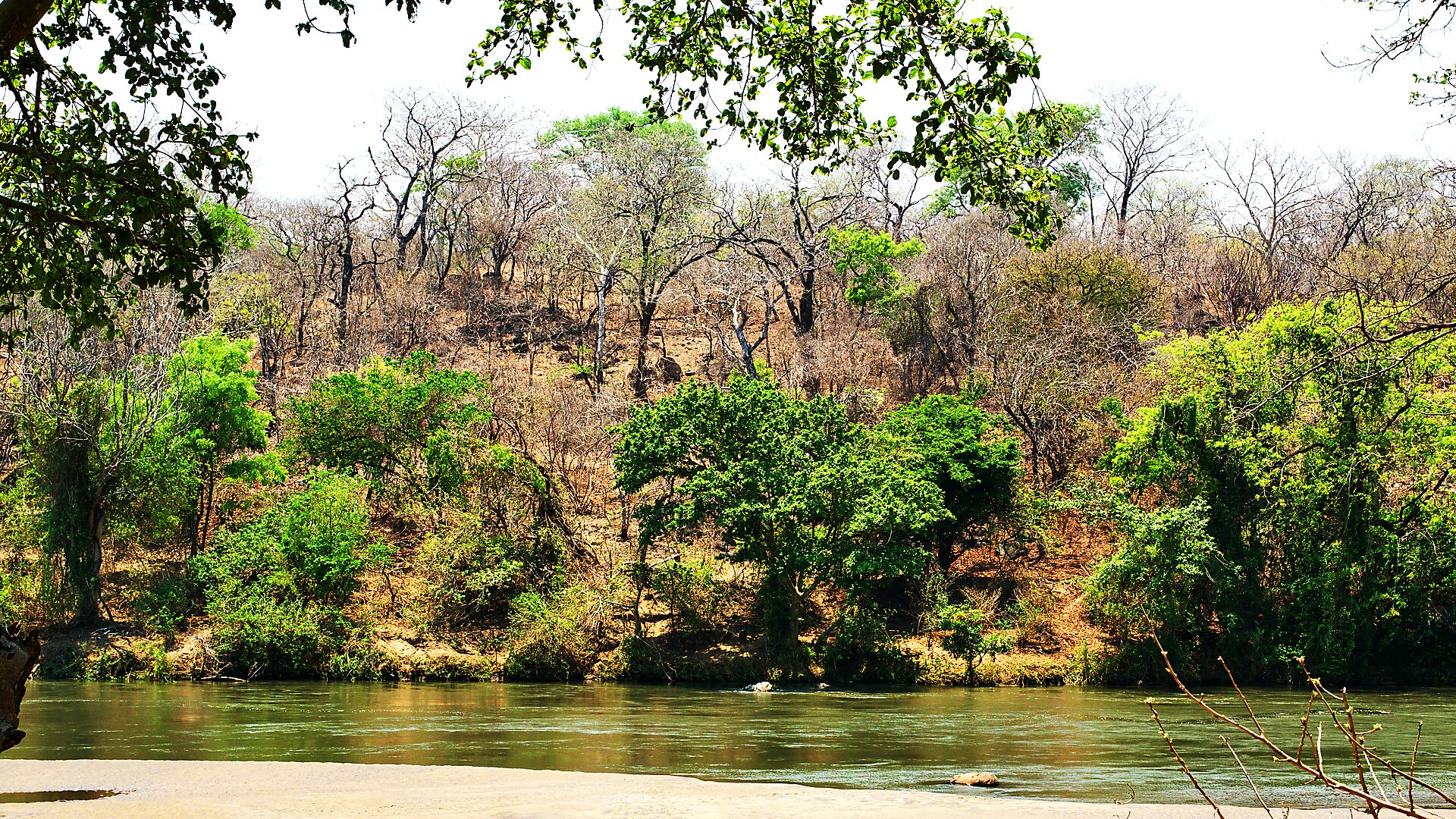 Elephants on the bush-lined banks of the Shire River in Liwonde National Park, Malawi — the Warm Heart of Africa and its finest bush-and-beach safari country — Top 10 Best Malawi safari packages 2026 and 2027