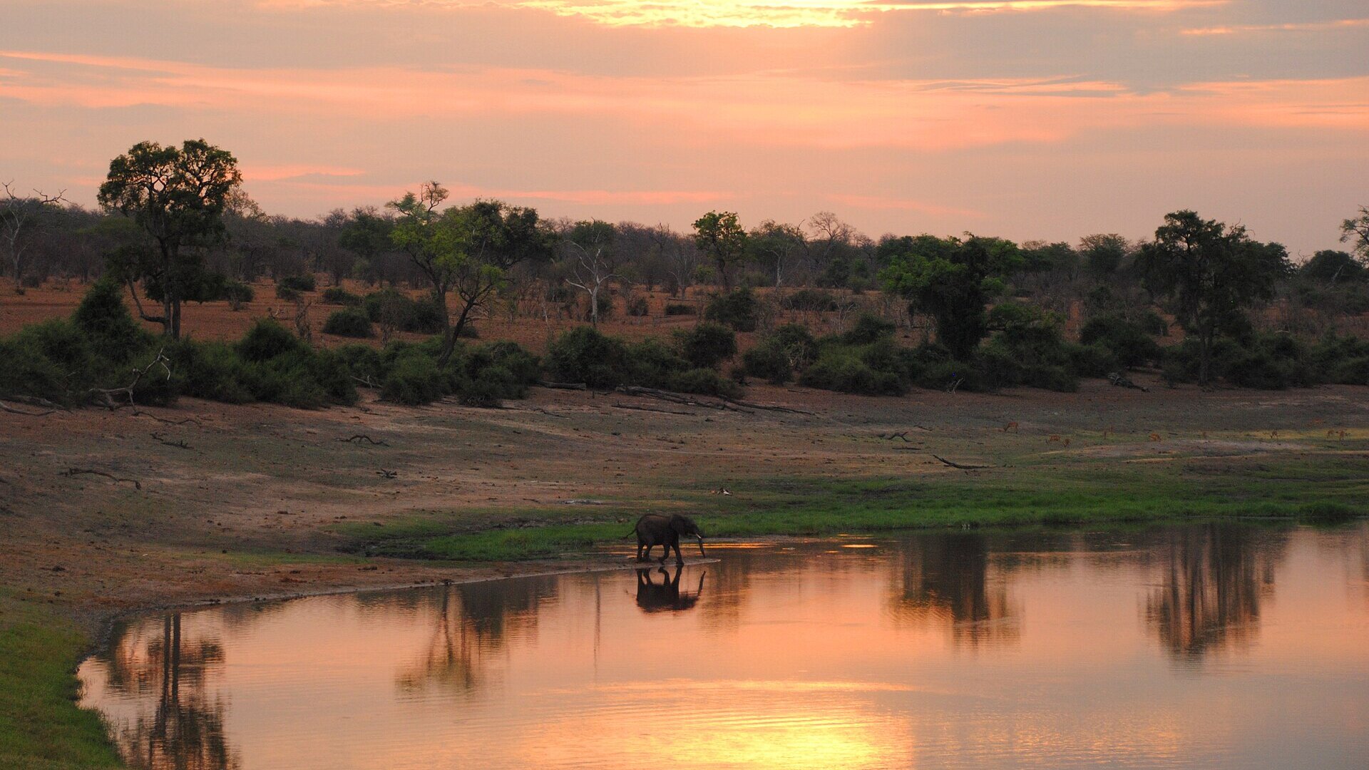 An elephant reflected in a river at golden hour — the essence of a Malawi bush-and-lake safari
