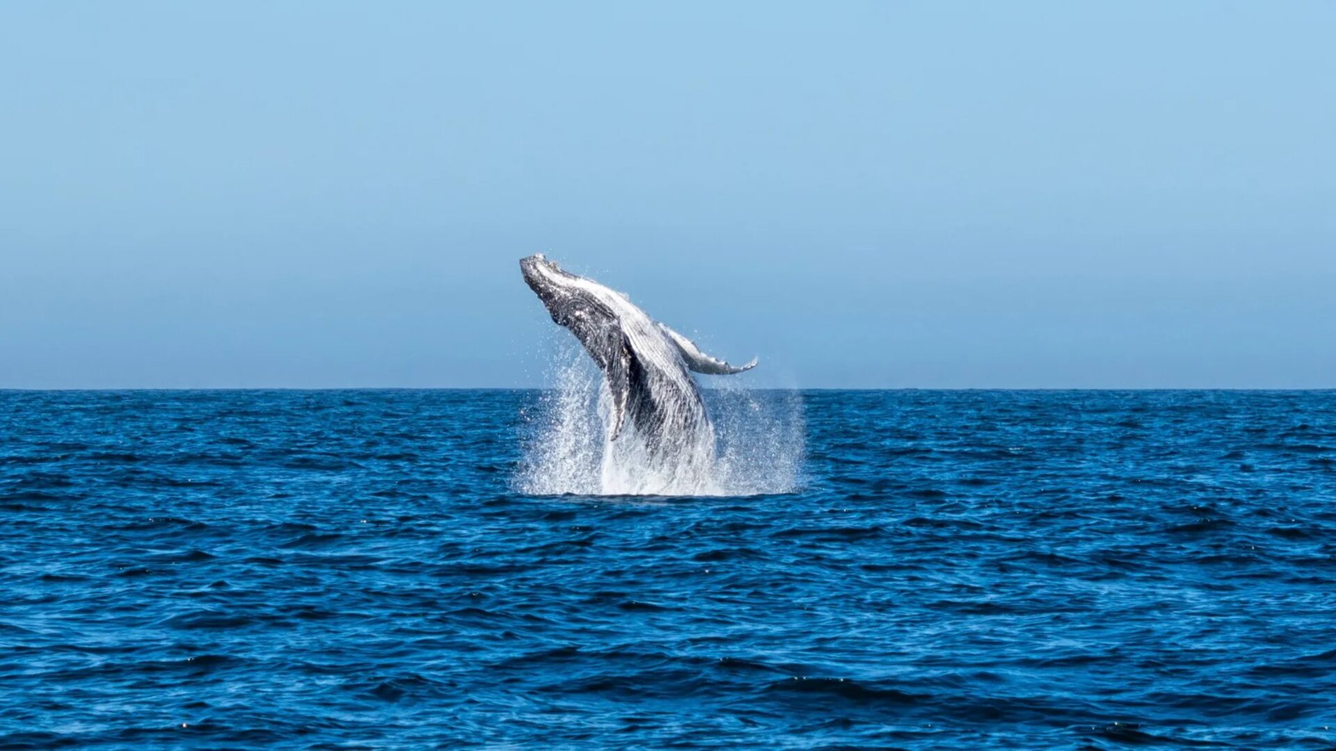 A Southern Right whale breaching off the Cape coast — one of South Africa's Marine Big Five