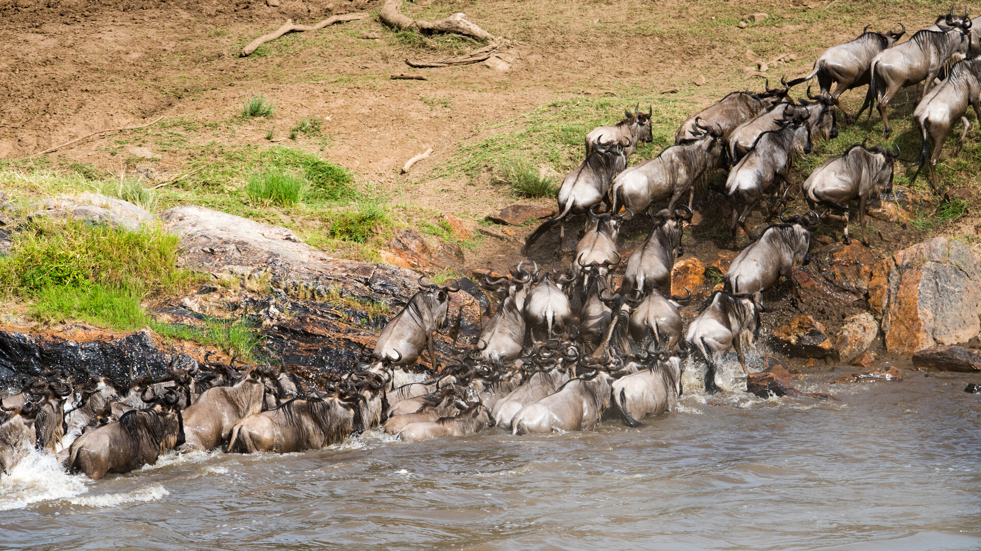 Wildebeest plunging across a river during the Great Migration in the Masai Mara