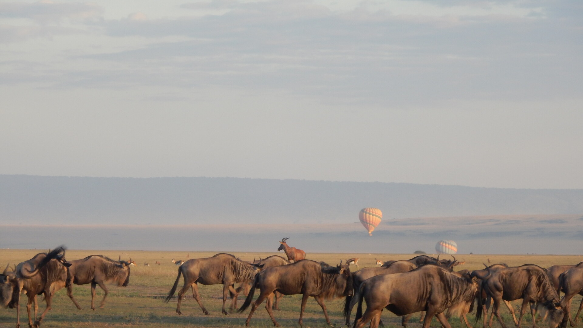 Aerial panoramic view of the Masai Mara-Serengeti ecosystem showing golden savannah, the Mara River, and migrating wildebeest herds