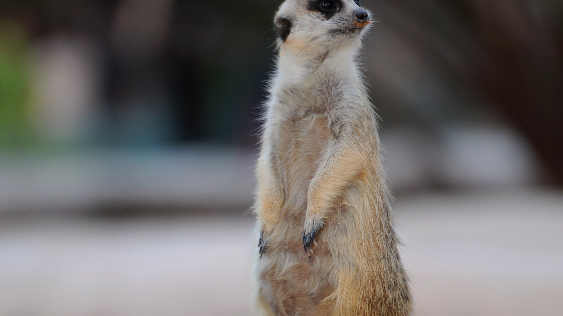 A meerkat stands sentinel on its hind legs on the Makgadikgadi salt pans at dawn