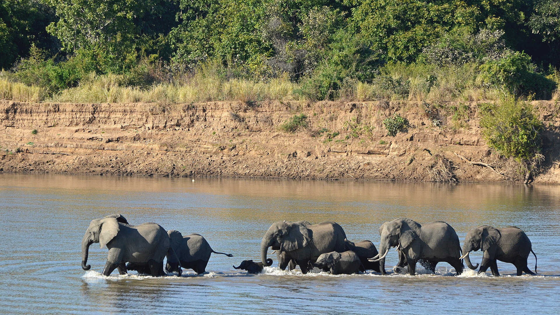 Elephants crossing in South Luangwa near Mfuwe Lodge