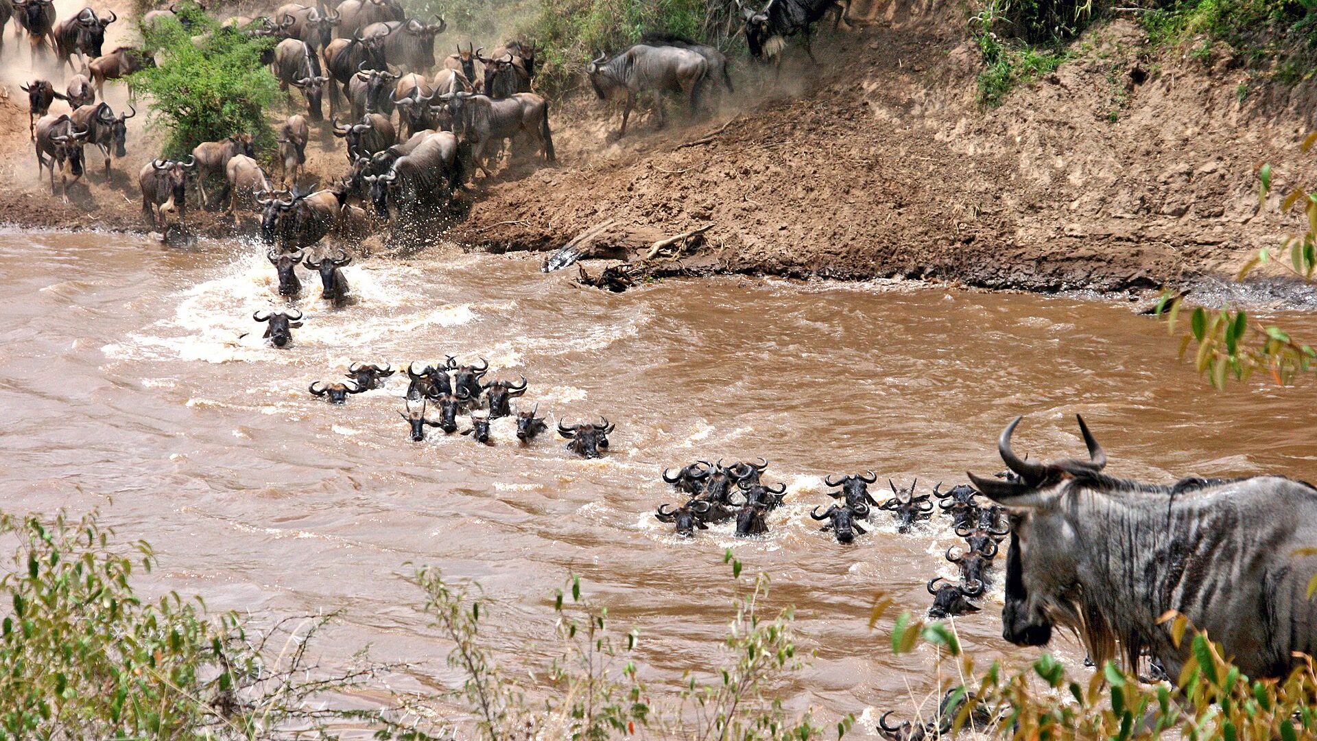 Wildebeest herds crossing a river on a migration safari, contrasted with the calm of a classic game drive