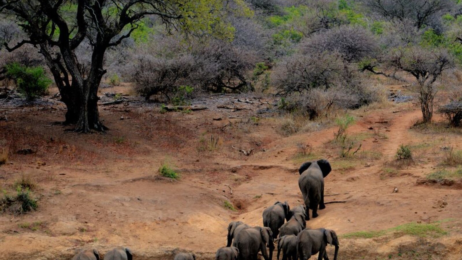 Herd of elephants crossing the Mkata River floodplain in Mikumi National Park at golden hour, with baobab trees silhouetted against the sunset