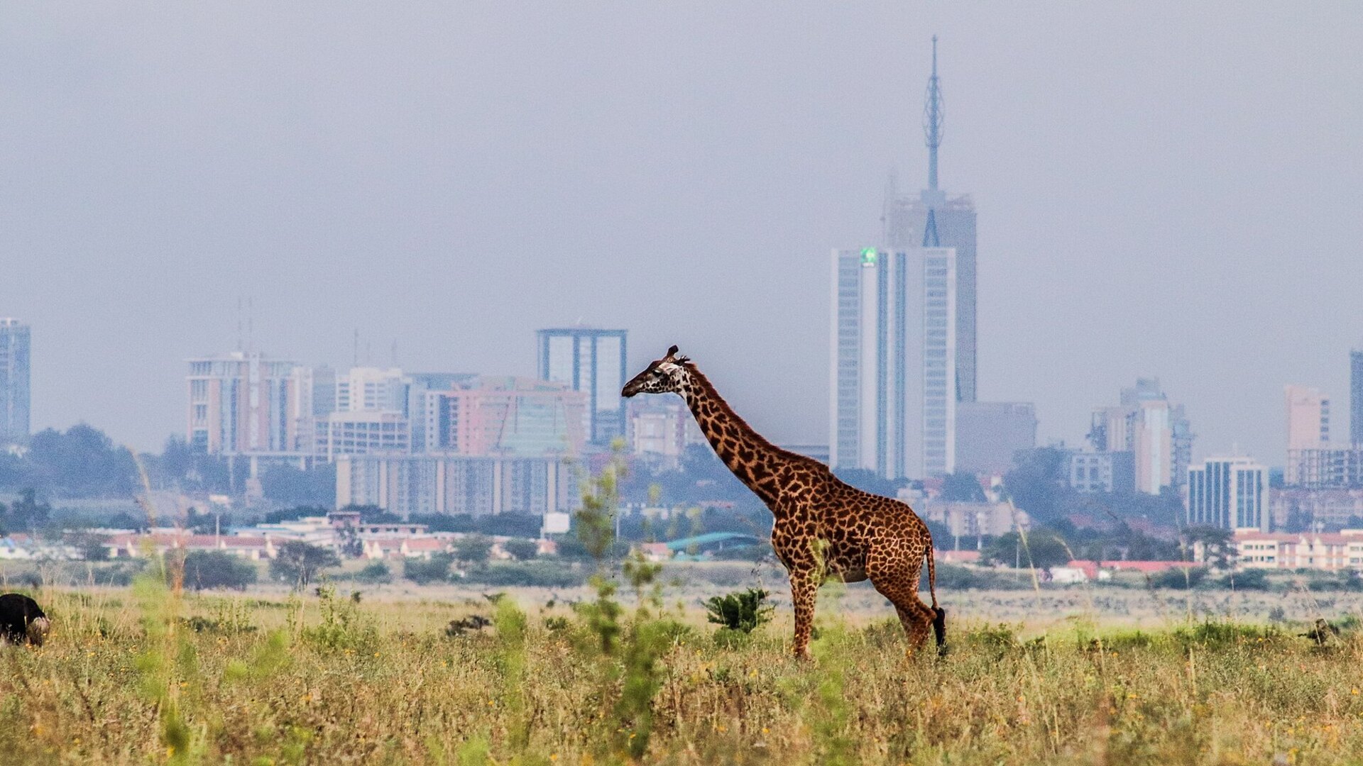 A Maasai giraffe standing before the Nairobi city skyline in Nairobi National Park at golden hour