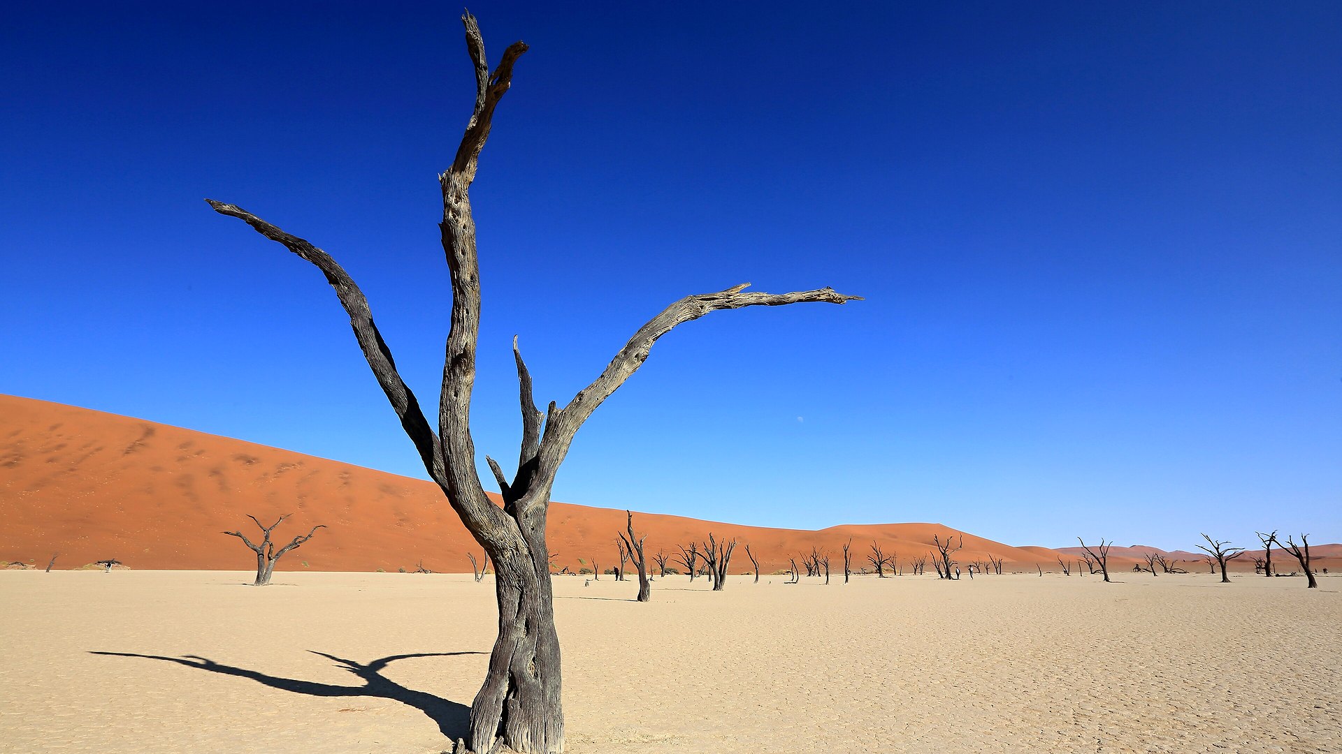 Photographer with tripod at Deadvlei capturing the iconic camelthorn trees against orange dunes at sunrise