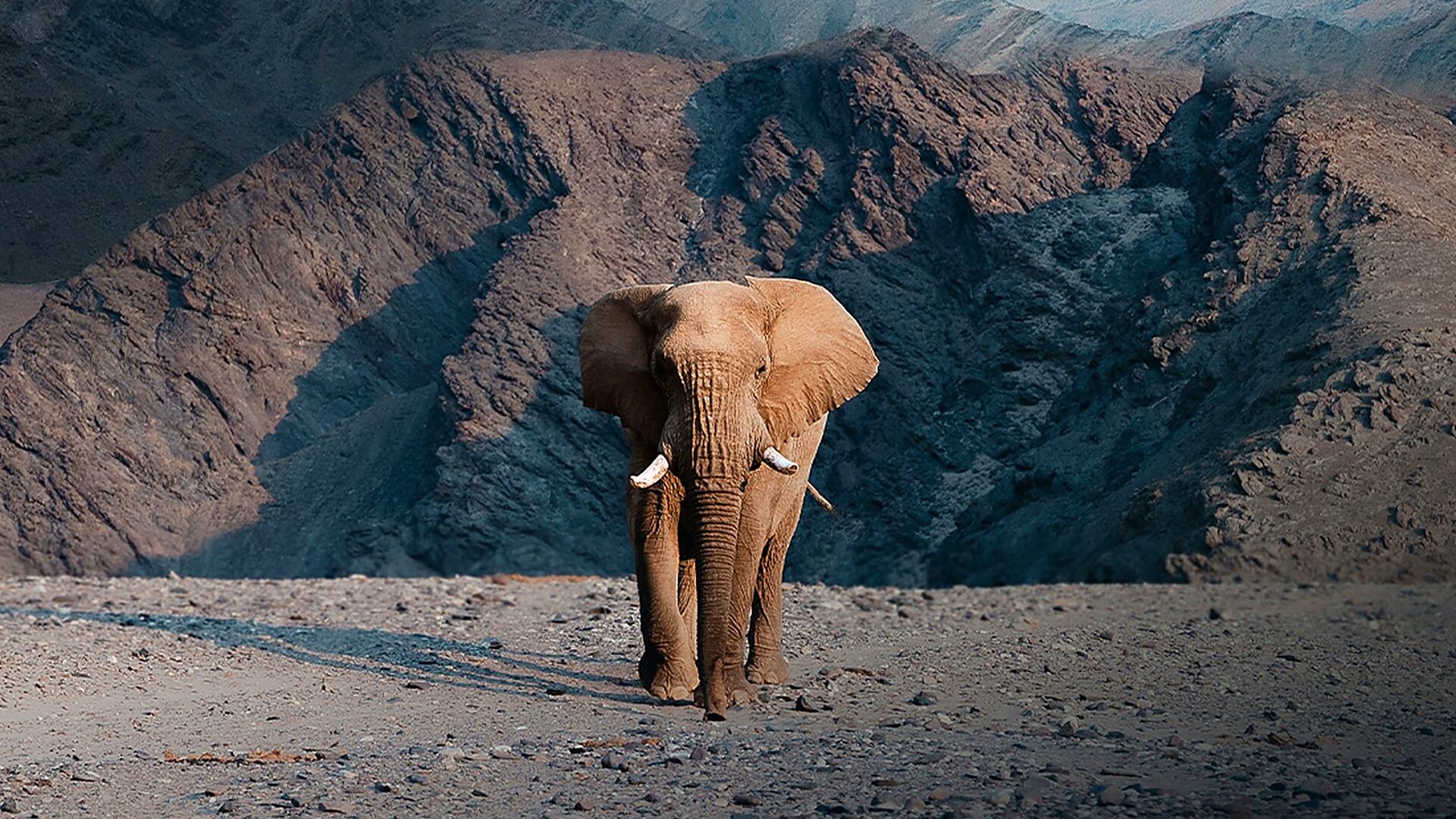 A desert-adapted elephant in the Kaokoveld on a private Namibia safari tour