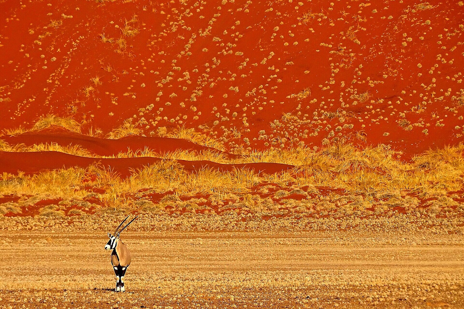 A lone oryx crossing the golden grass beneath a towering rust-red dune in the Namib Desert on a Namibia safari package