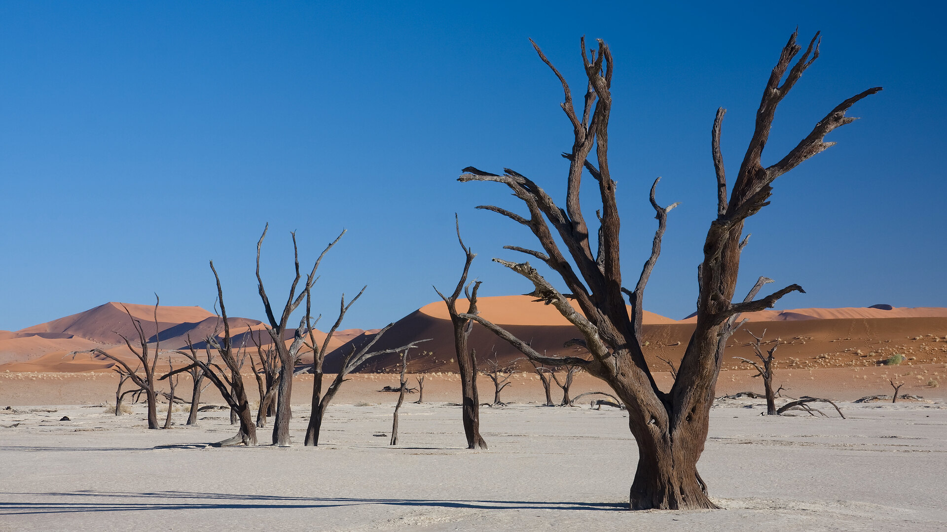 Split comparison: Namibia red dunes with oryx vs Kenya savanna grassland