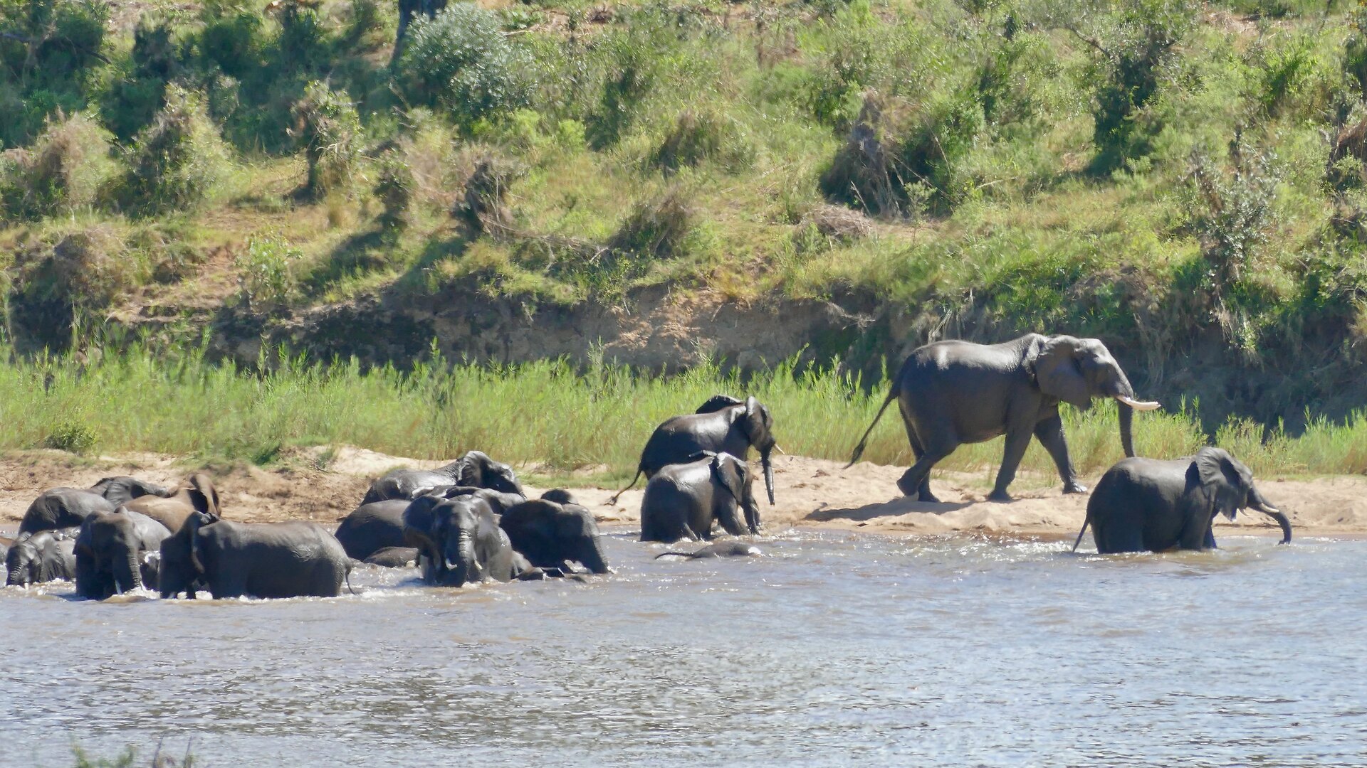 A herd of elephants gathered on the green banks of a Kruger river