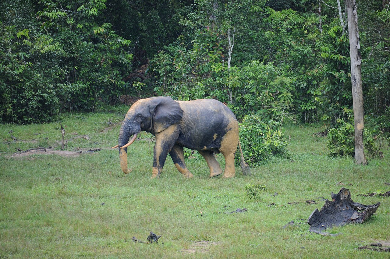 Nouabalé-Ndoki National Park: Congo’s Pristine Gorilla & Forest Elephant Wilderness (2026 Guide)